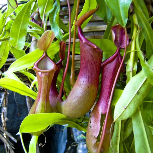Nepenthes Care Guide