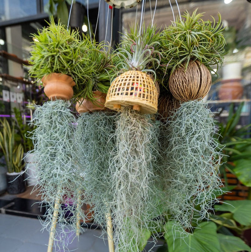 Air plants (Tillandsia)