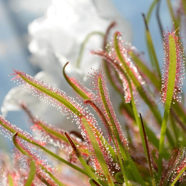 Beginner-Friendly Carnivorous Plants