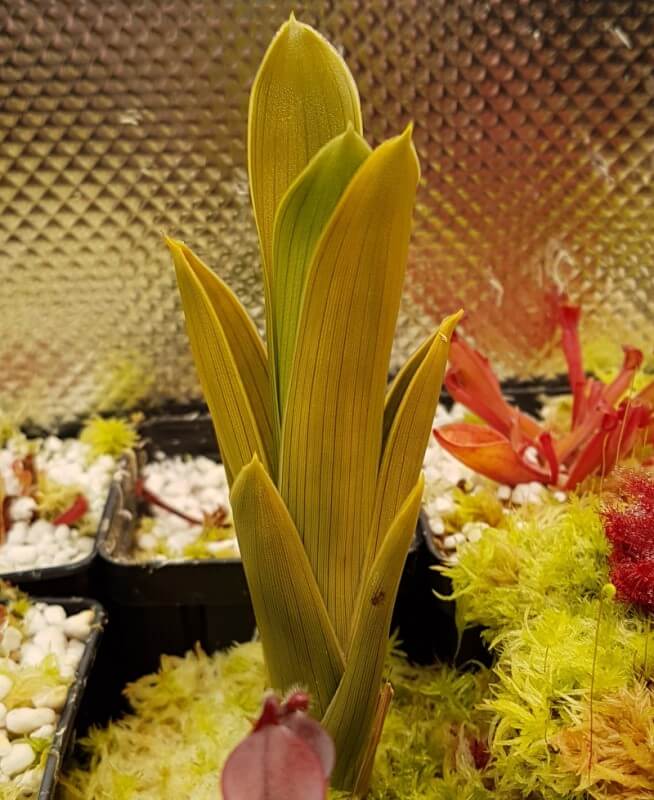 Other Exotic Plants