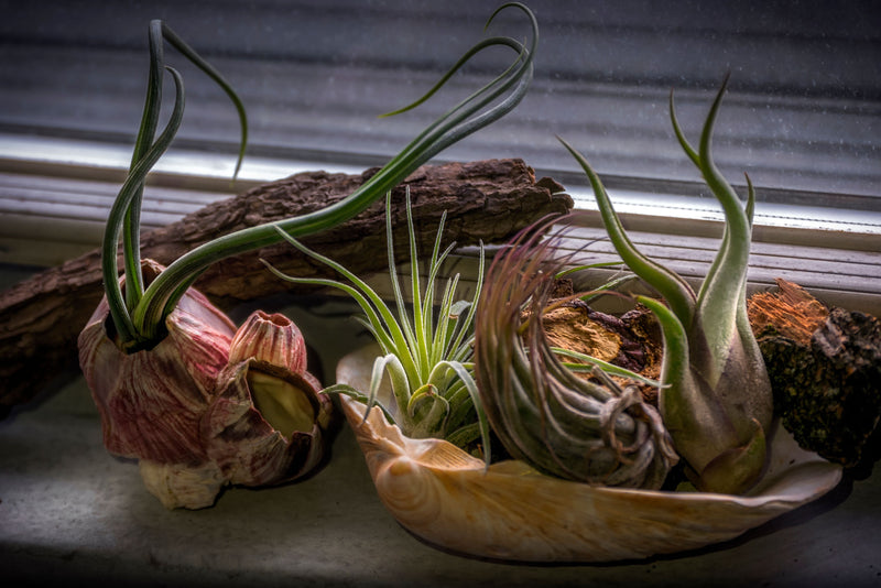 Air plants (Tillandsia)