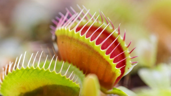 Venus Flytraps (Dionaea muscipula)