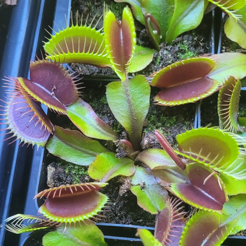 Dionaea muscipula 'Red Dragon'