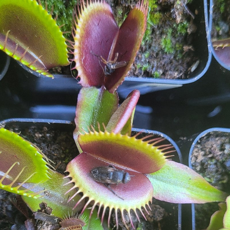 Dionaea muscipula 'Red Dragon'
