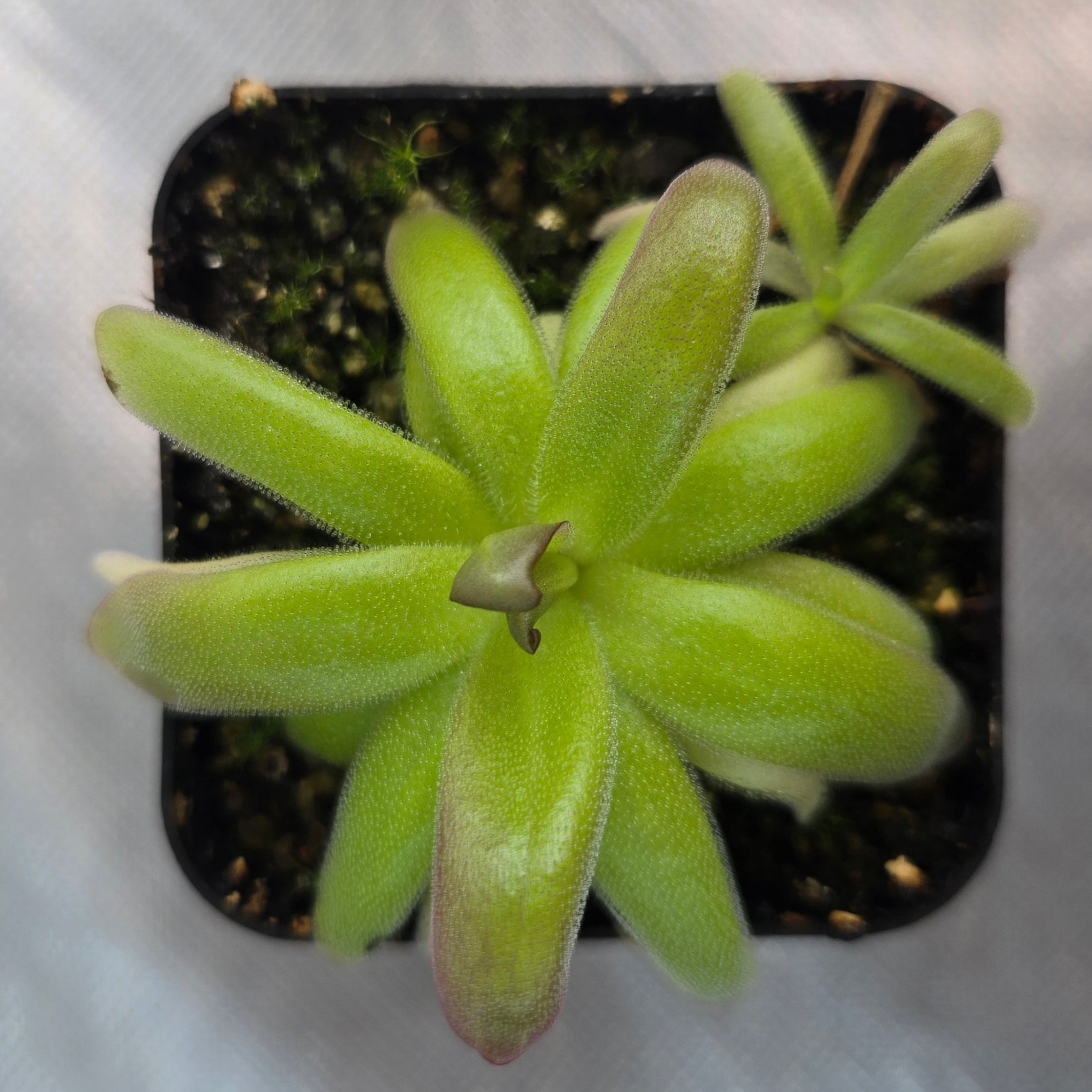 Pinguicula moranensis var. roseii