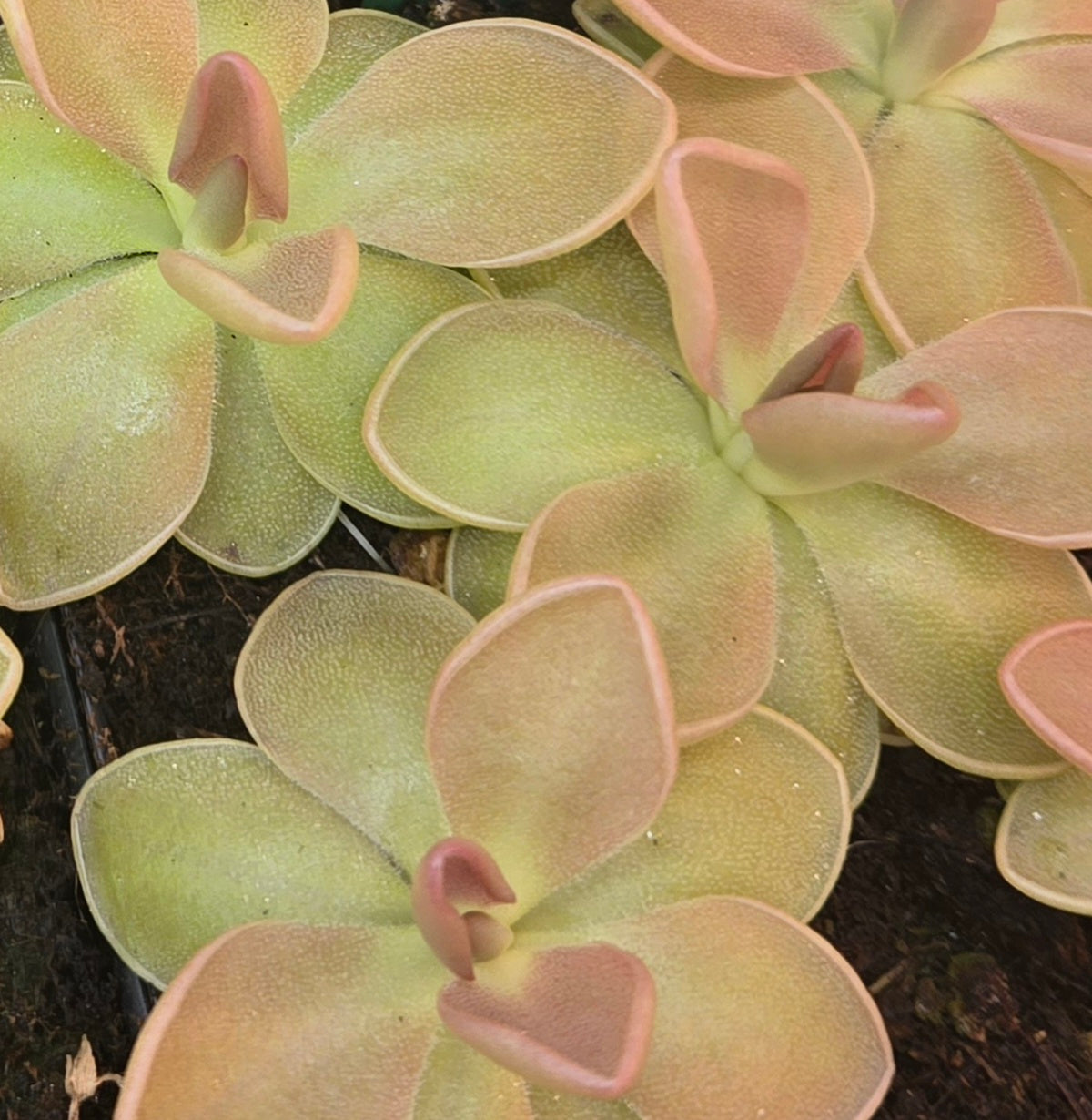 Pinguicula moranensis