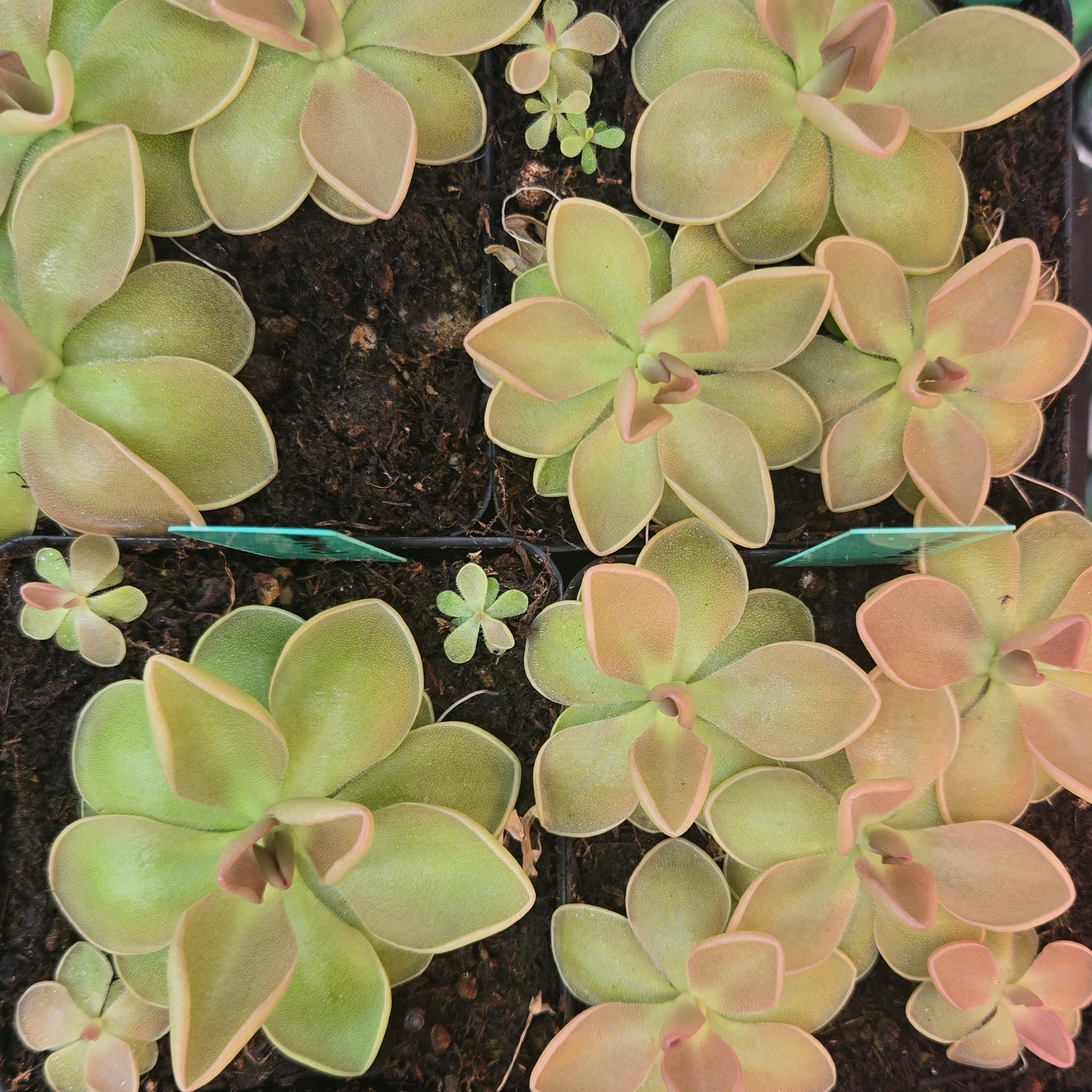 Pinguicula moranensis