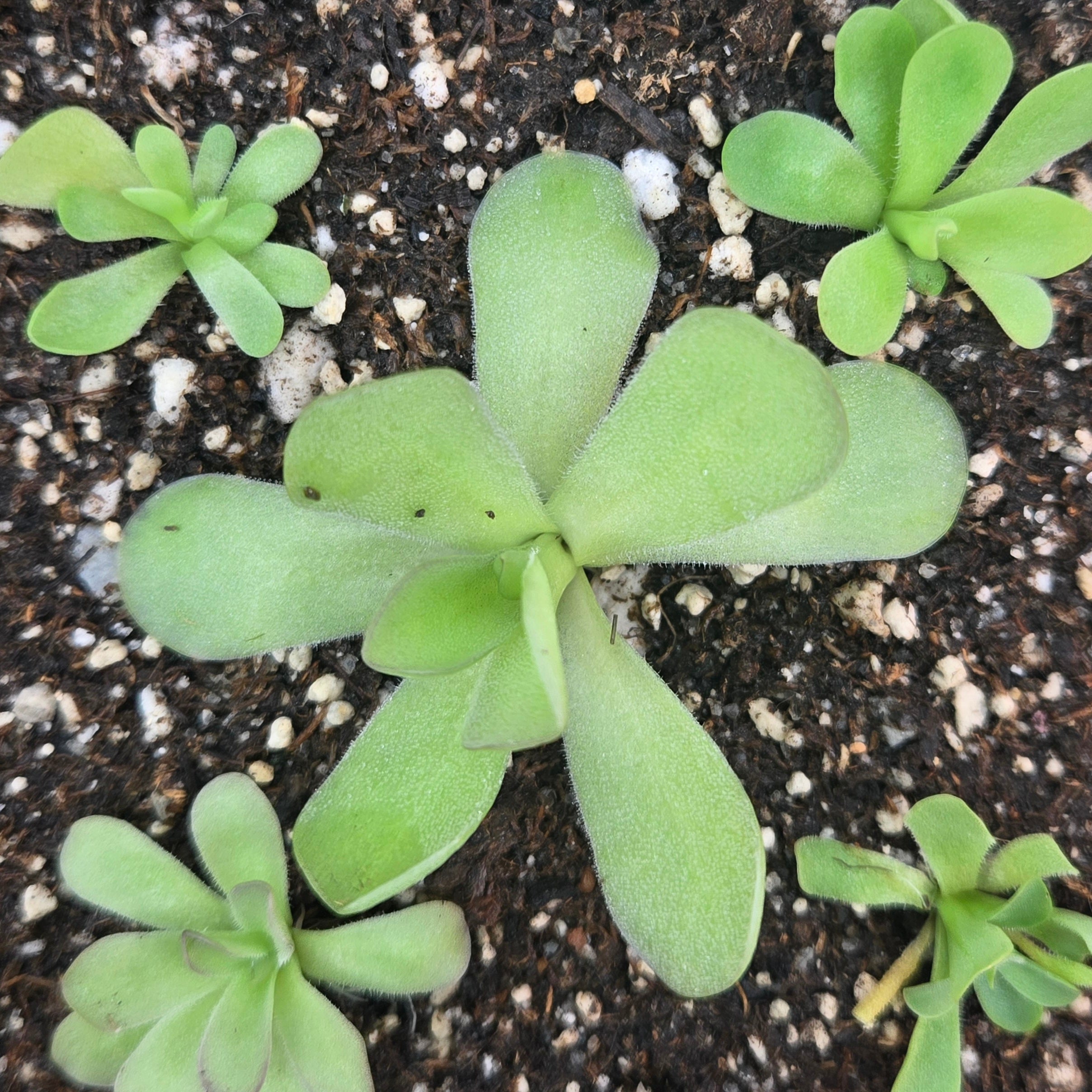 Pinguicula agnata x cyclosecta