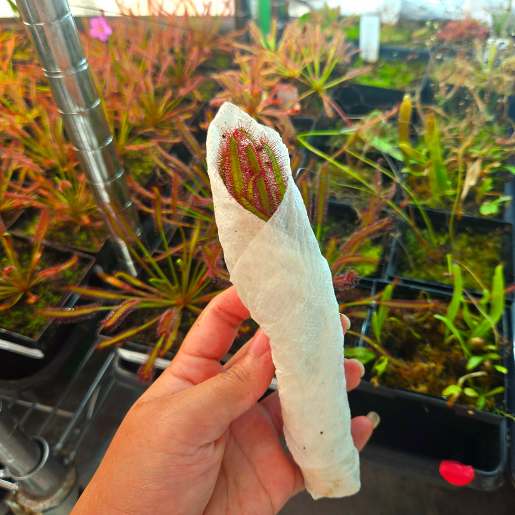 Bare-root Drosera capensis 'Dark Maroon' sundew wrapped in damp paper towel, held in front of greenhouse plants
