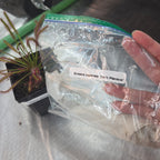 Potted Drosera capensis 'Dark Maroon' sundew beside a labelled bag packed for shipping