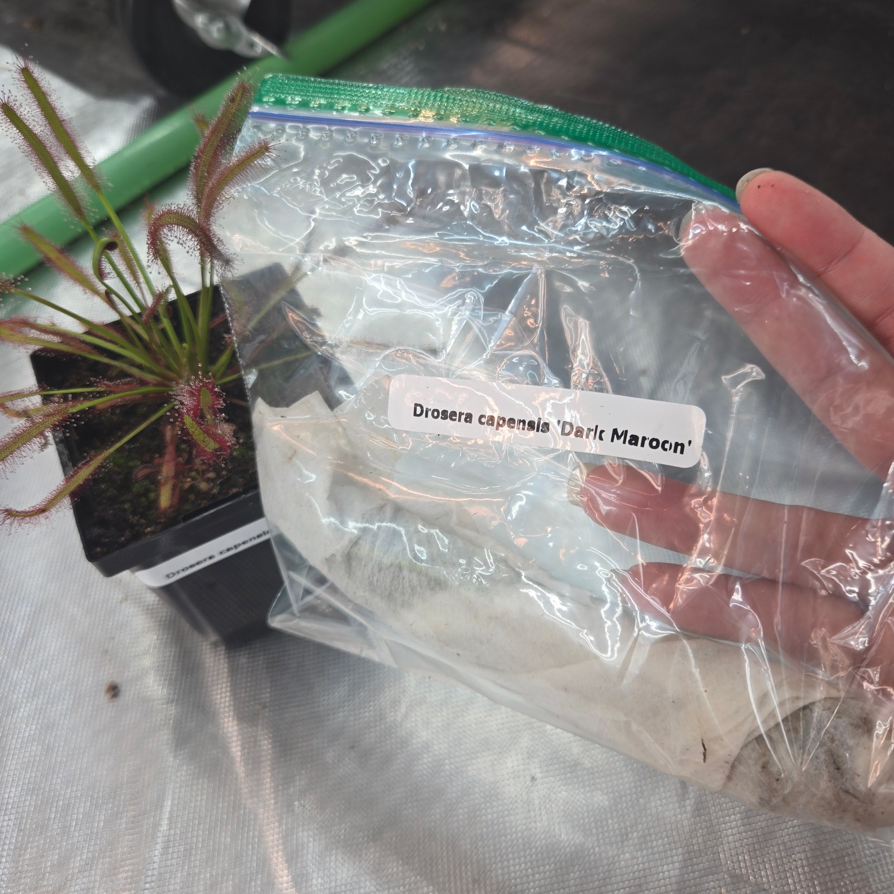 Plants are wrap in a moist paper towel and  bagged to retain moisture