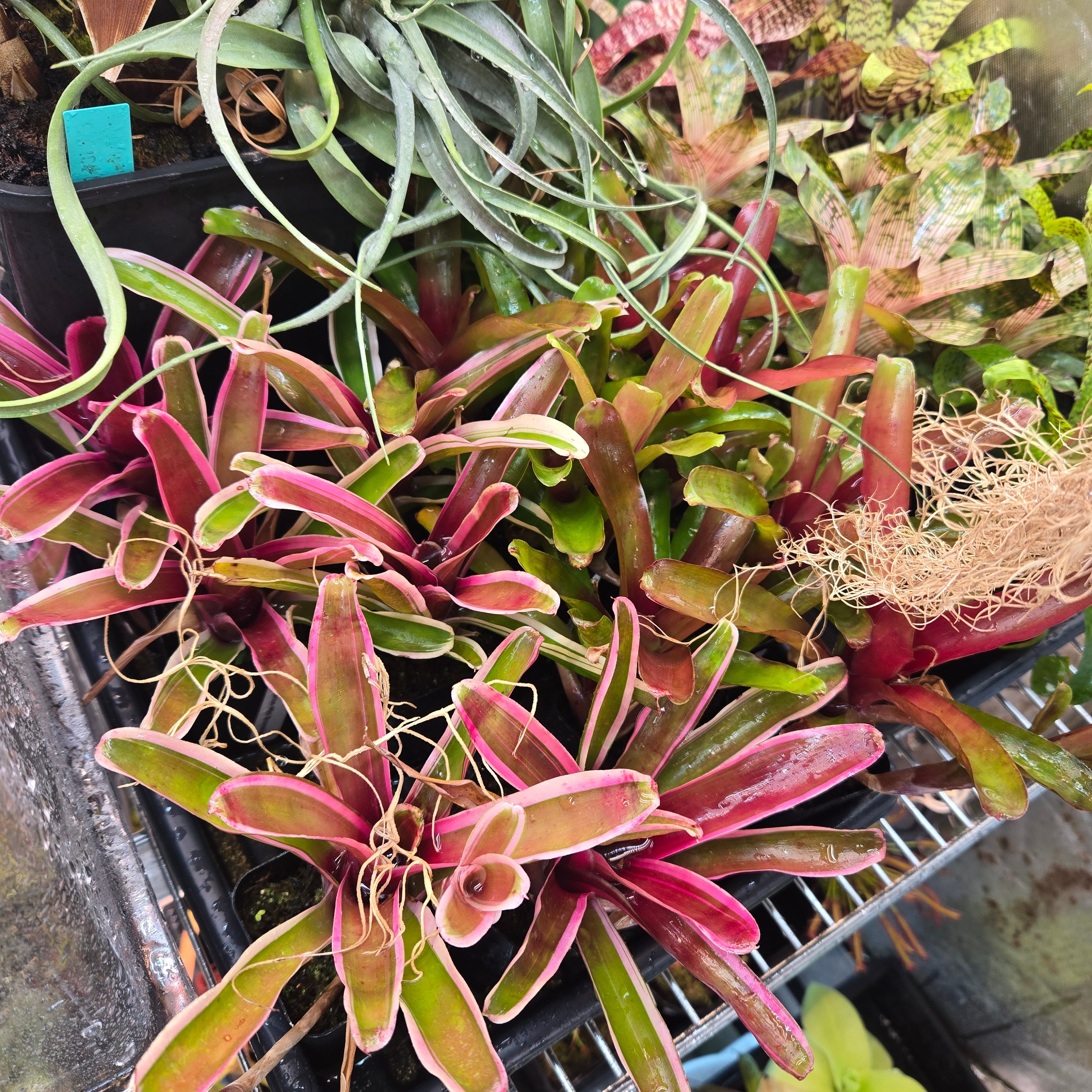 Neoregelia ‘Gorion’