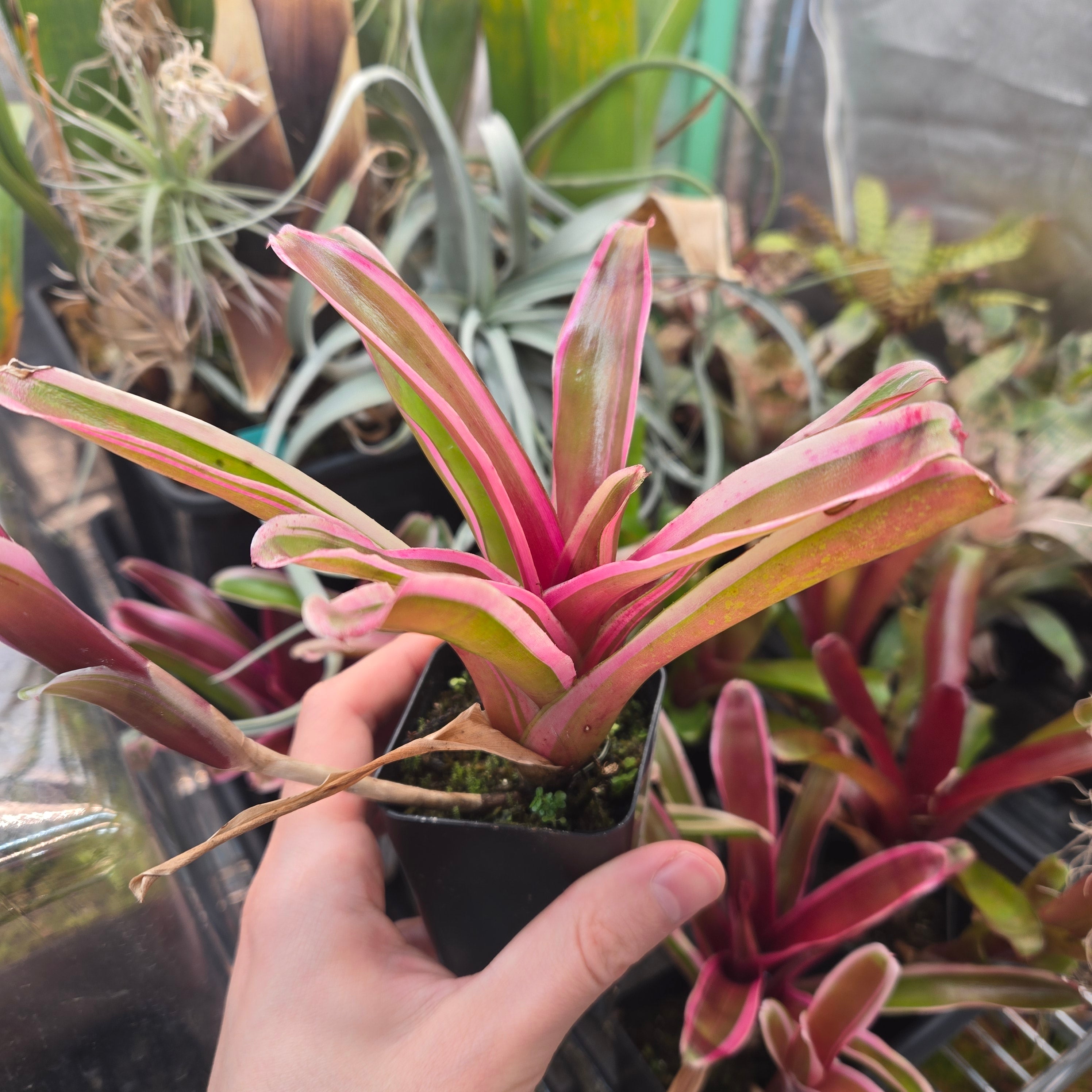 Neoregelia ‘Gorion’