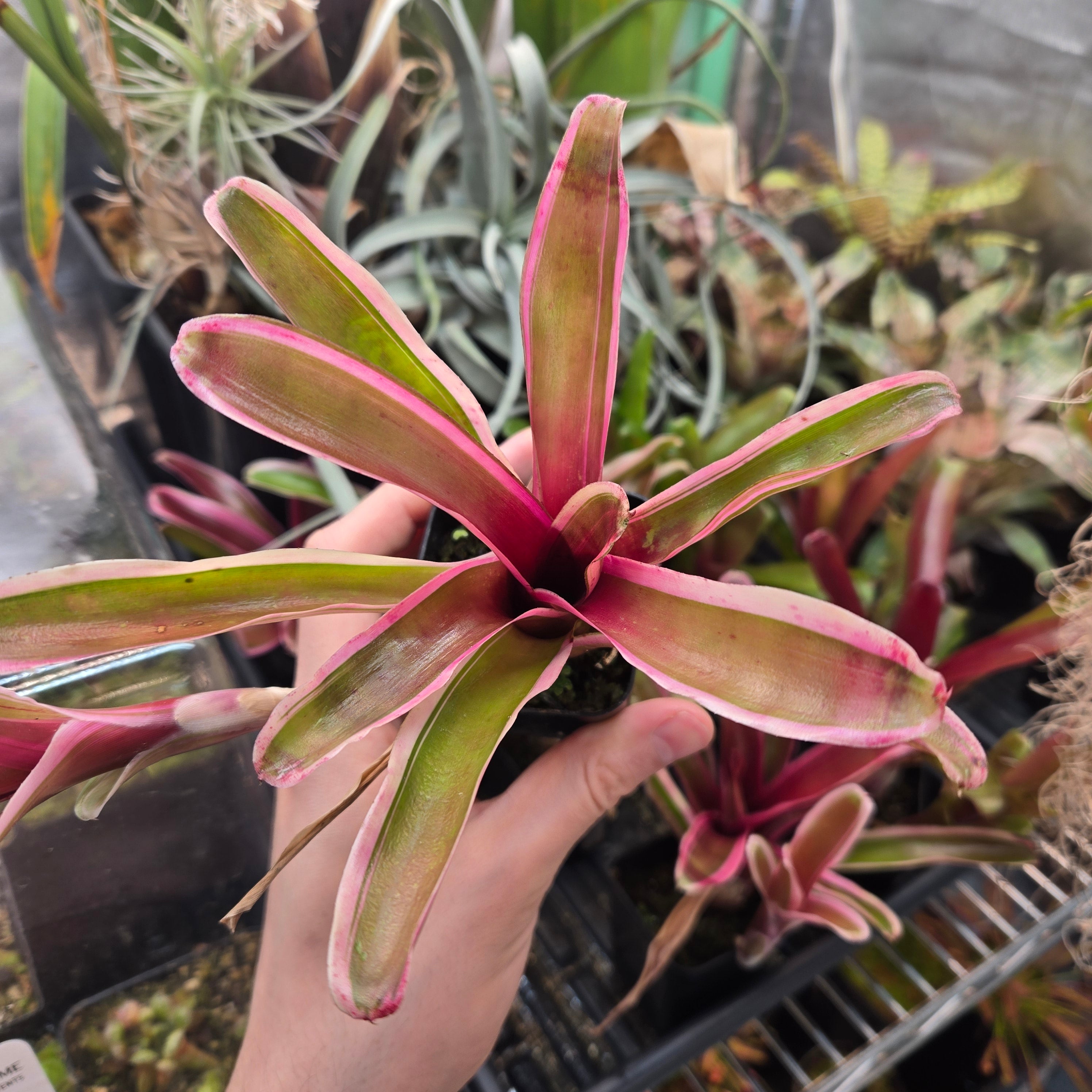 Neoregelia ‘Gorion’
