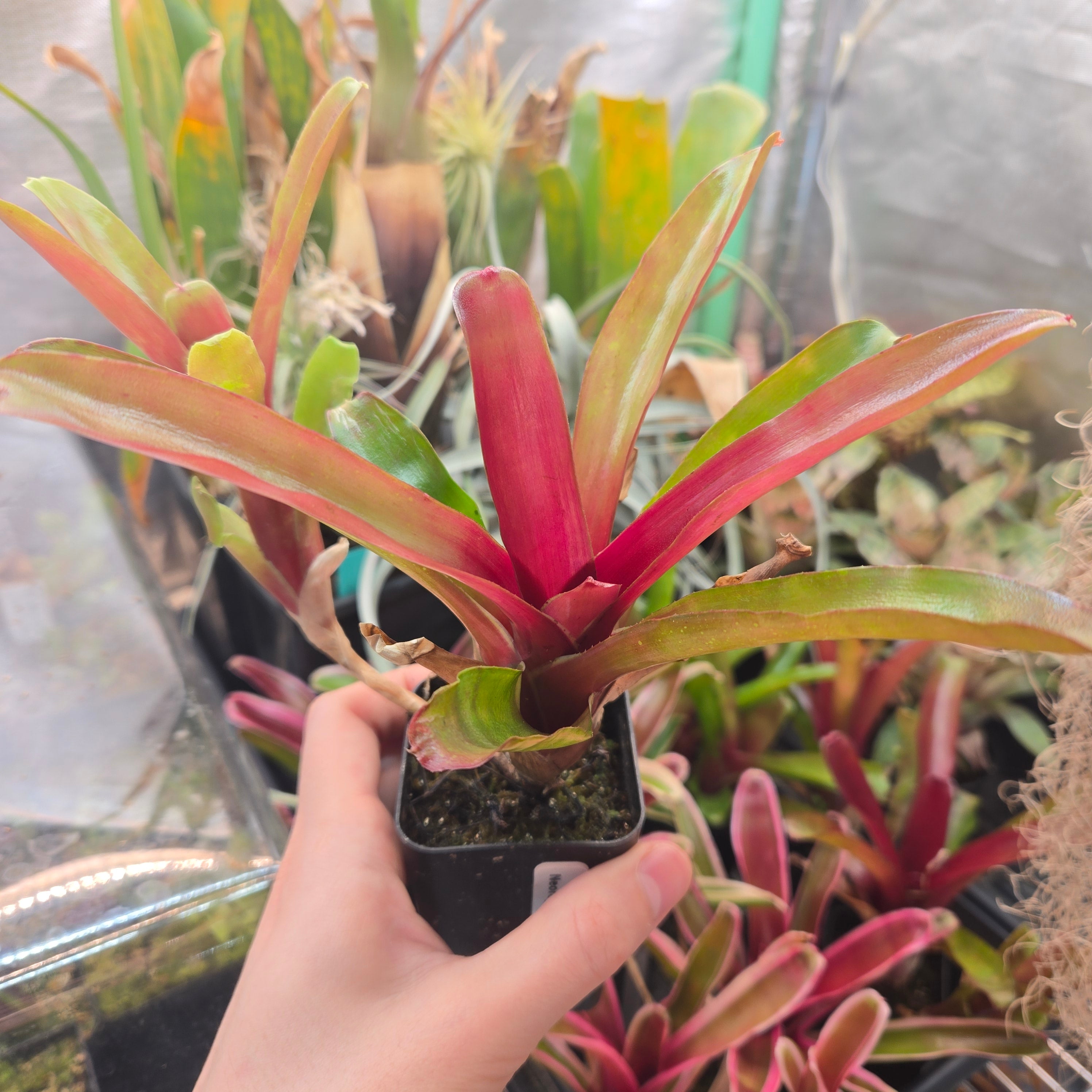 Neoregelia ‘Fireball’