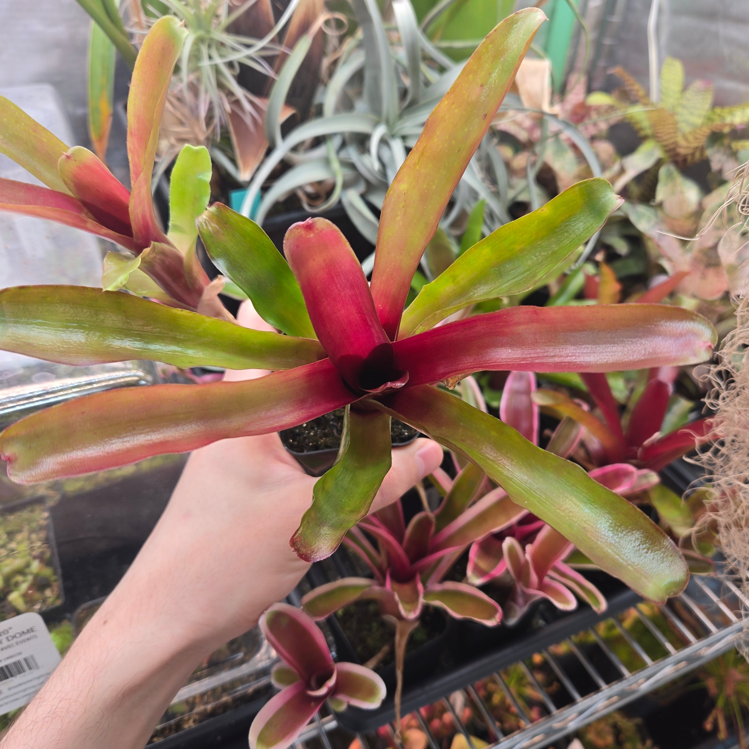 Neoregelia ‘Fireball’