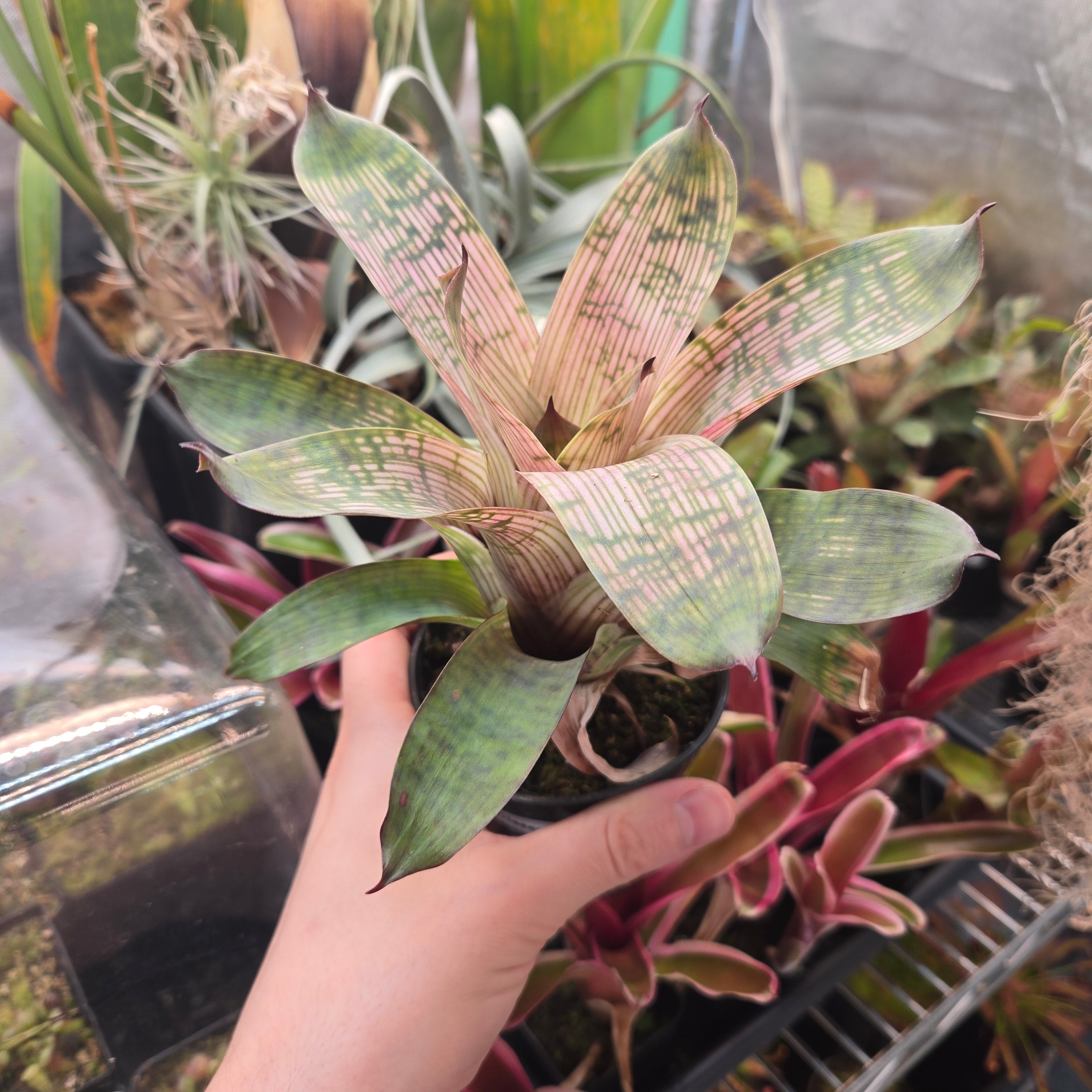 Vriesea gigantea ‘Nova’
