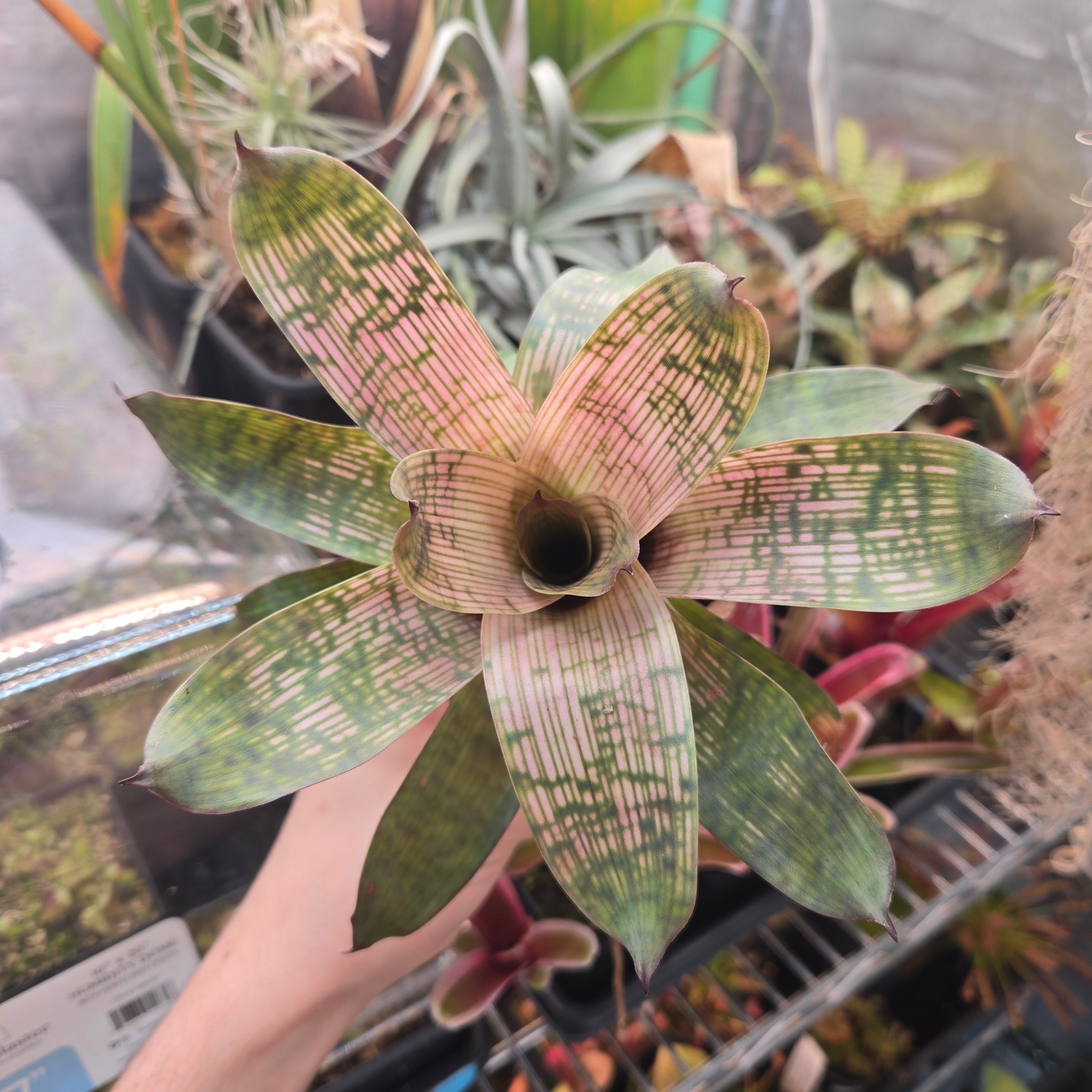 Vriesea gigantea ‘Nova’