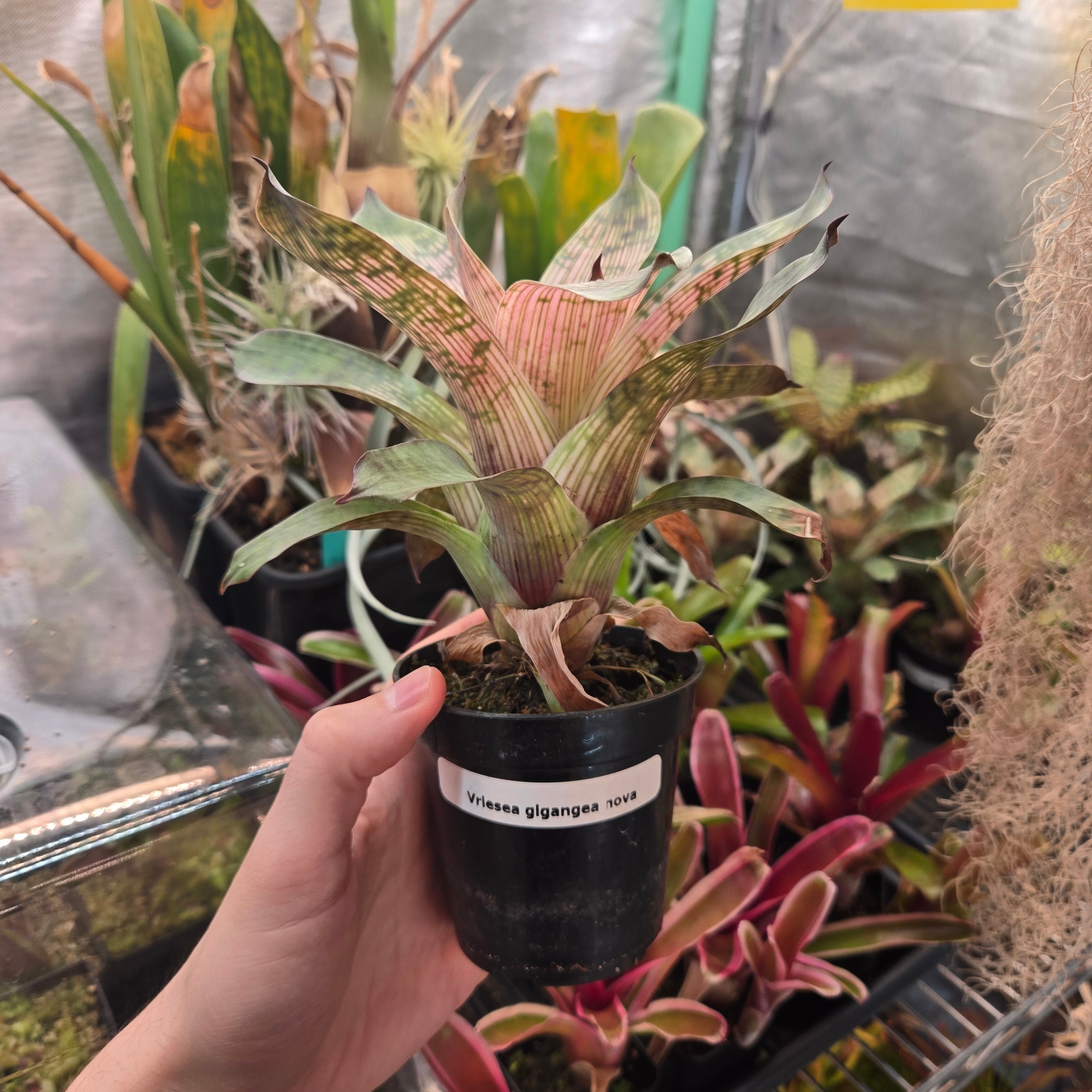 Vriesea gigantea ‘Nova’