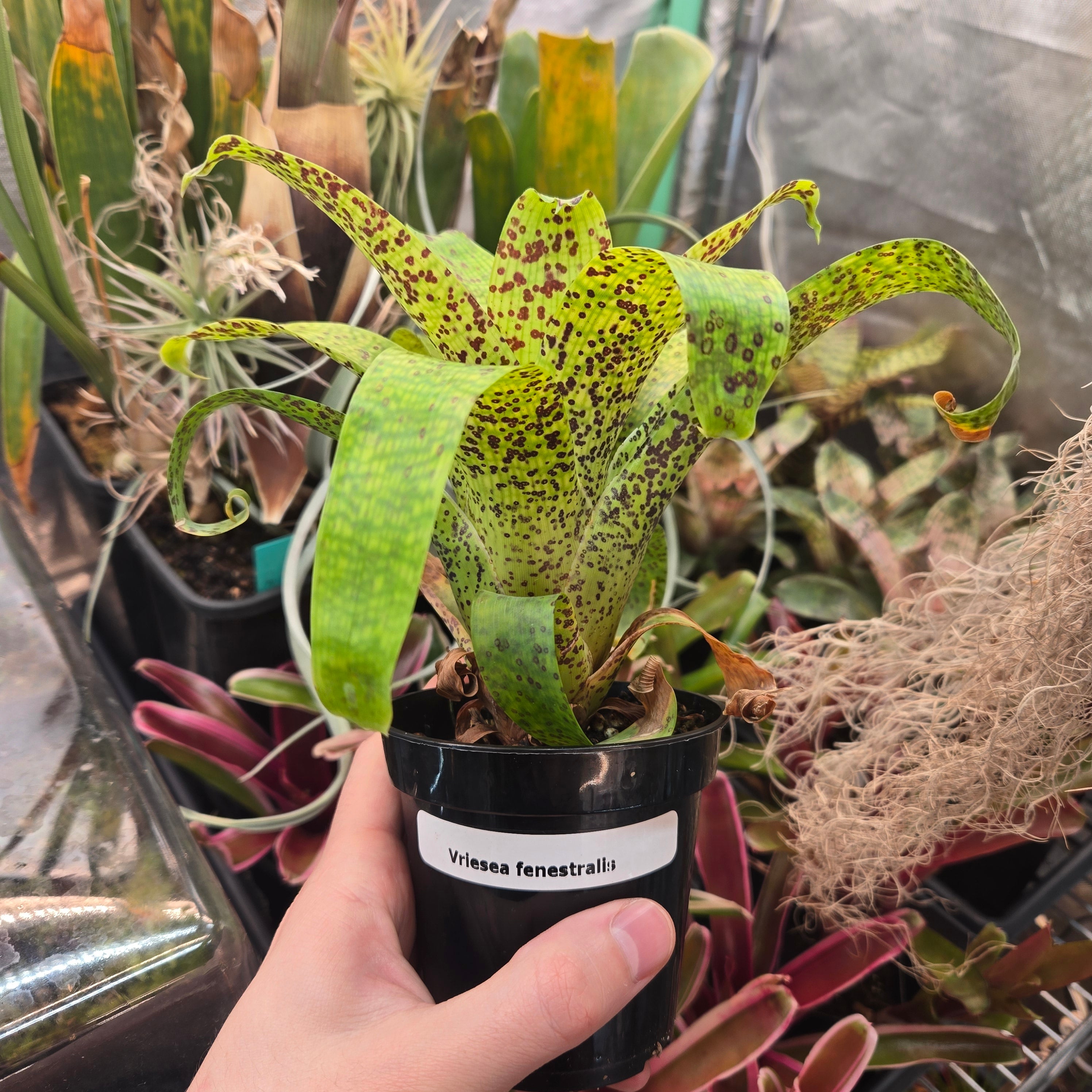 Vriesea fenestralis