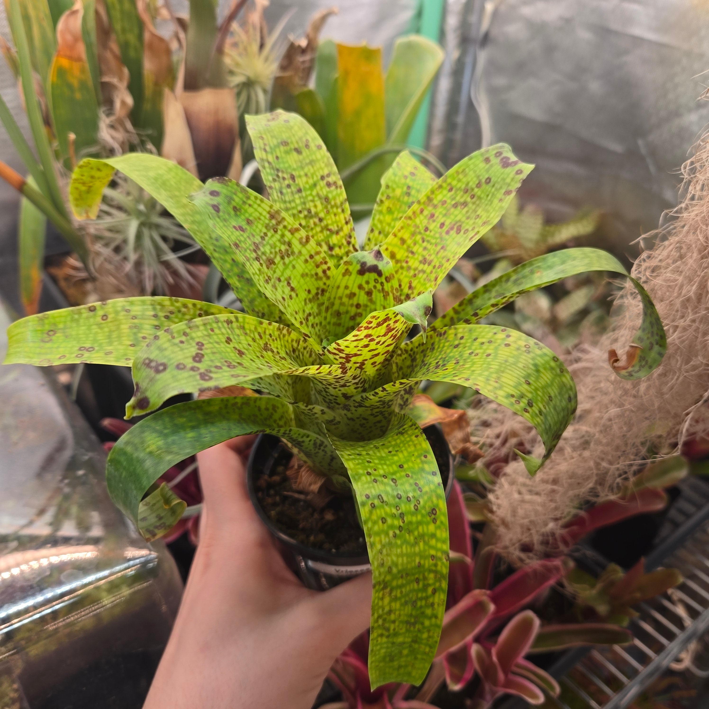 Vriesea fenestralis