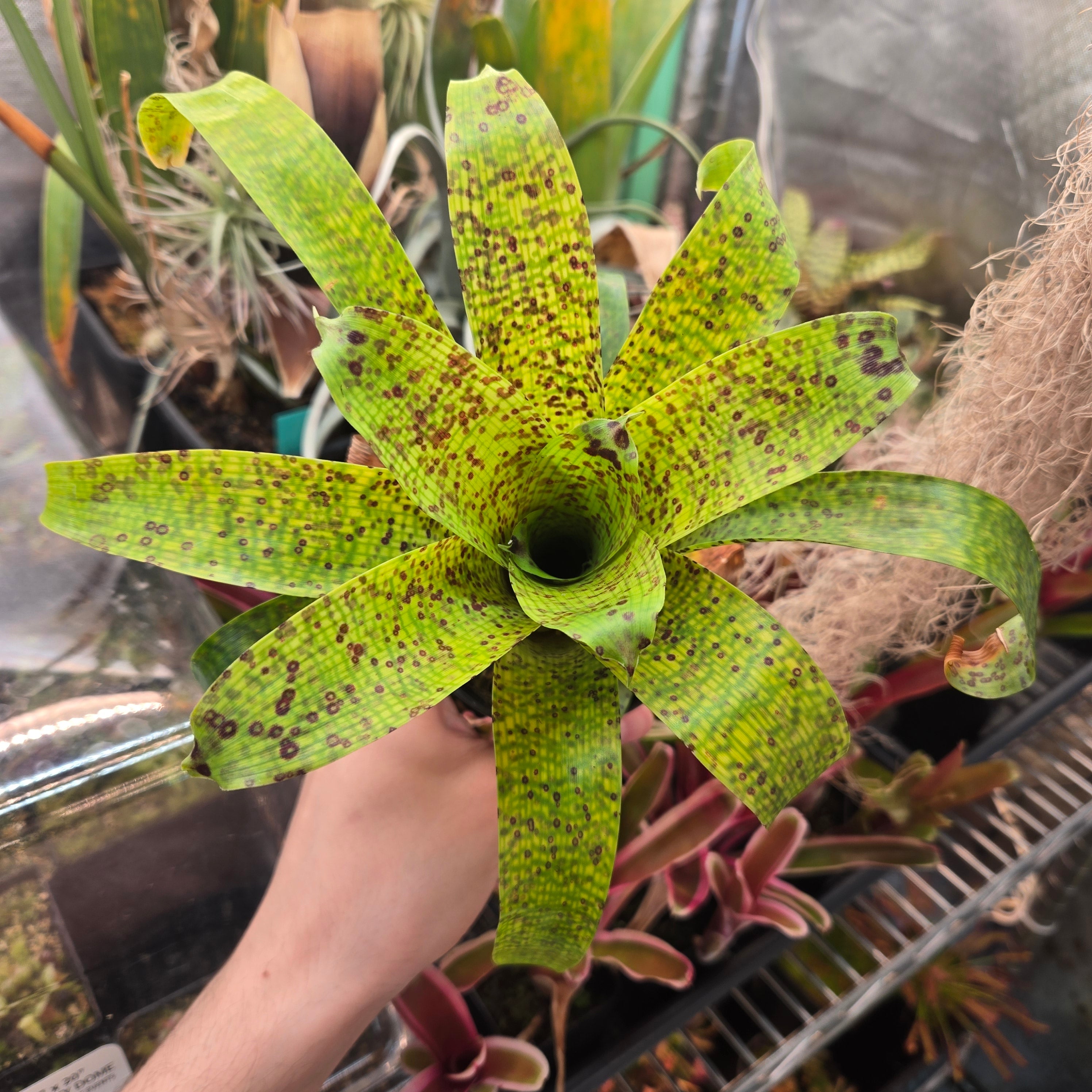 Vriesea fenestralis