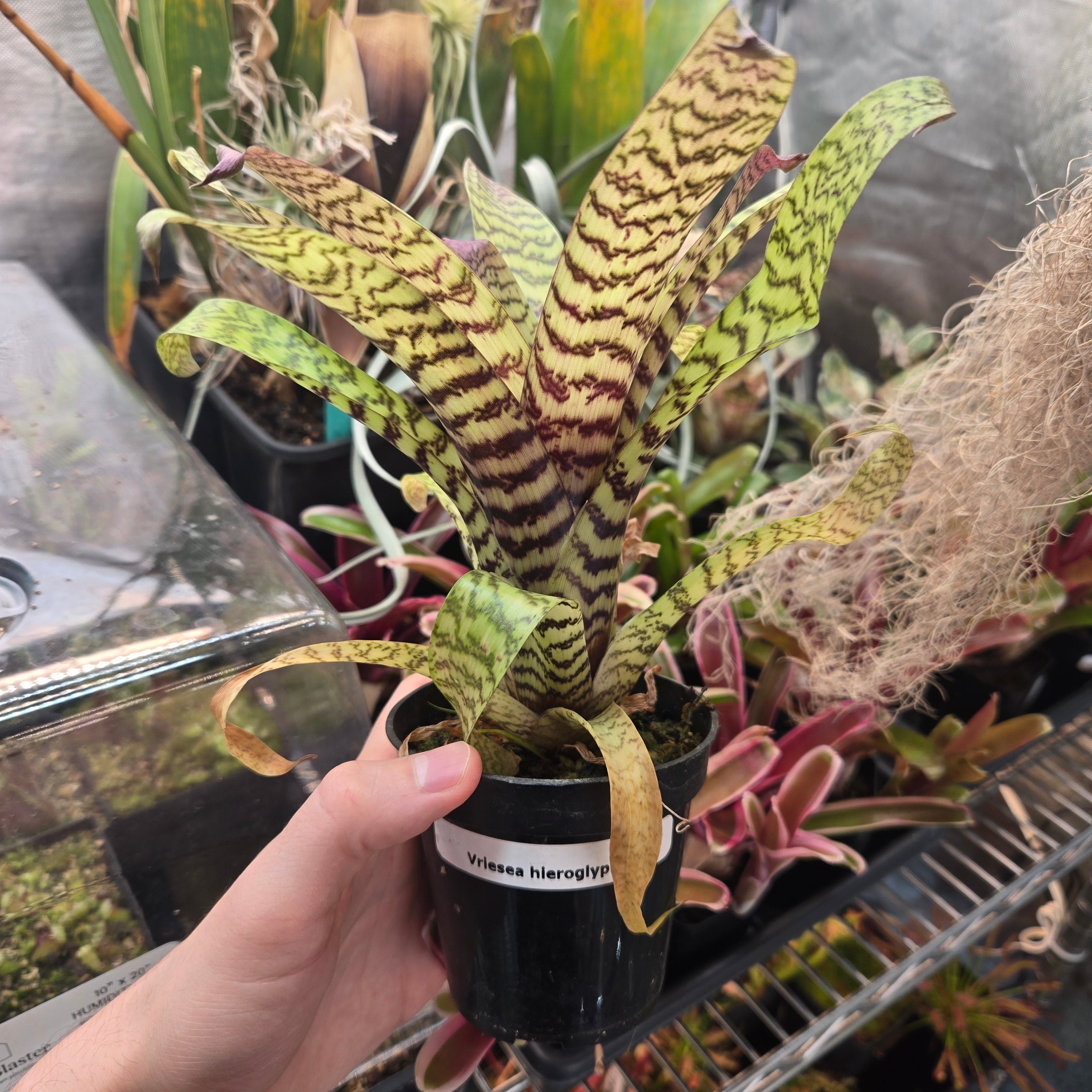 Vriesea hieroglyphica
