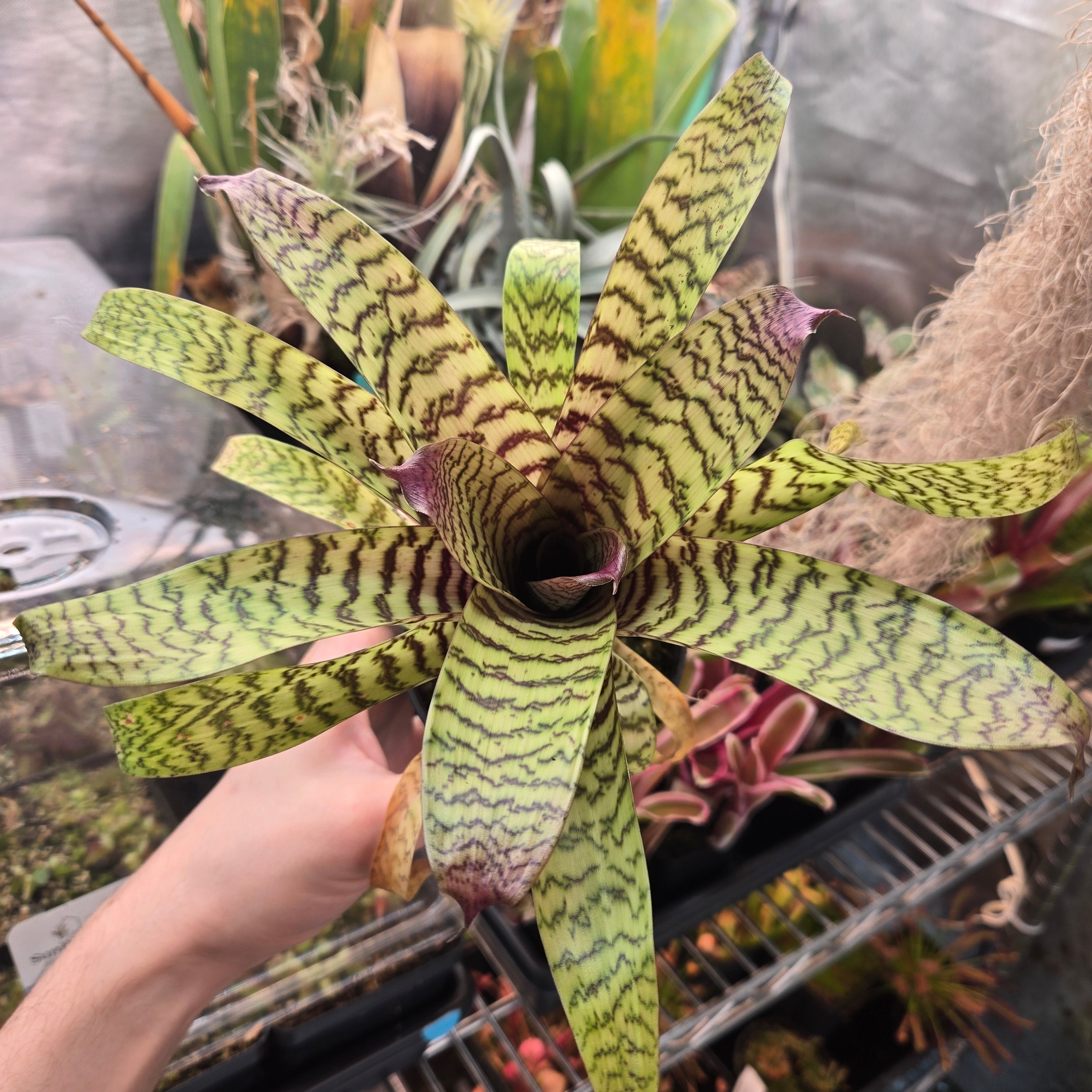 Vriesea hieroglyphica