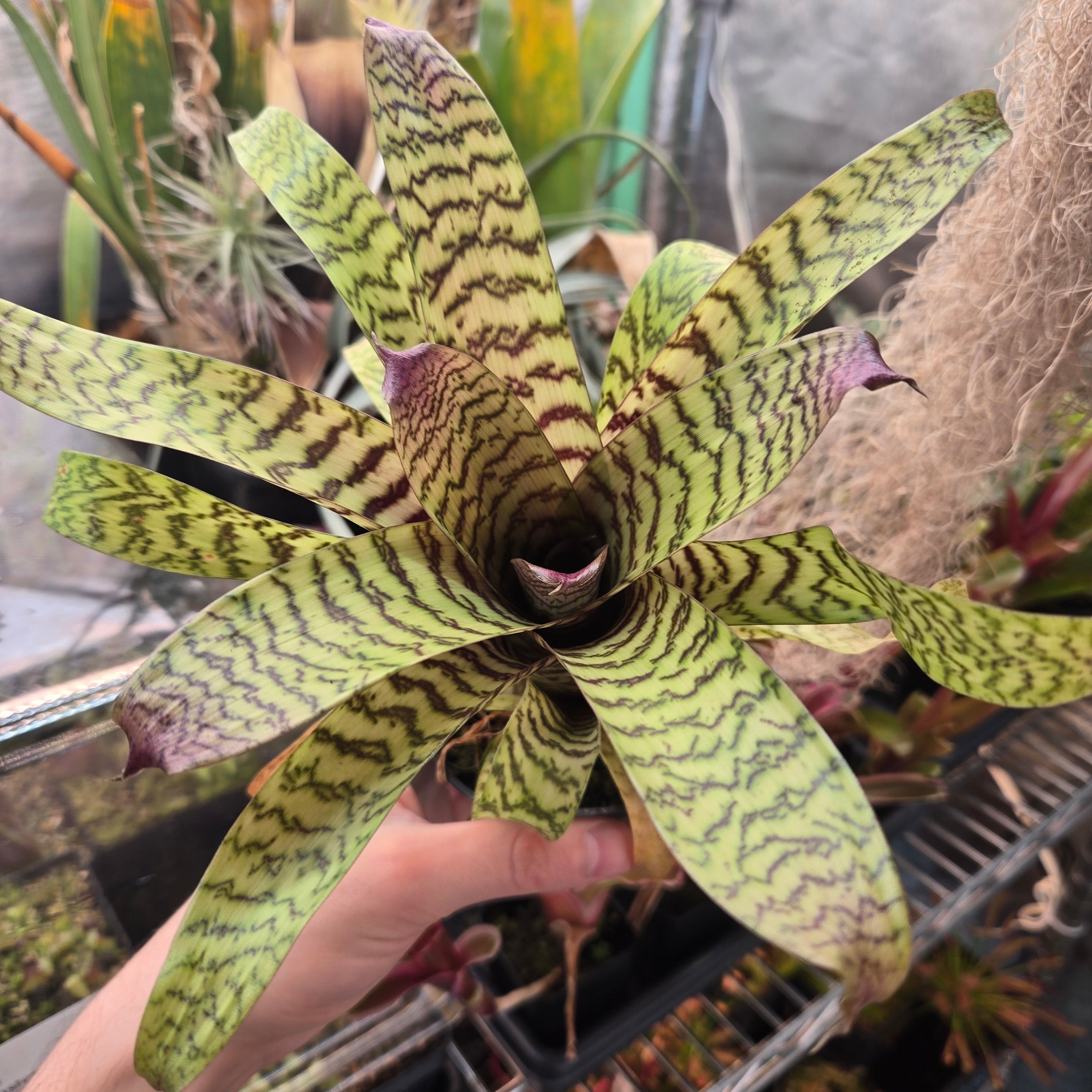 Vriesea hieroglyphica
