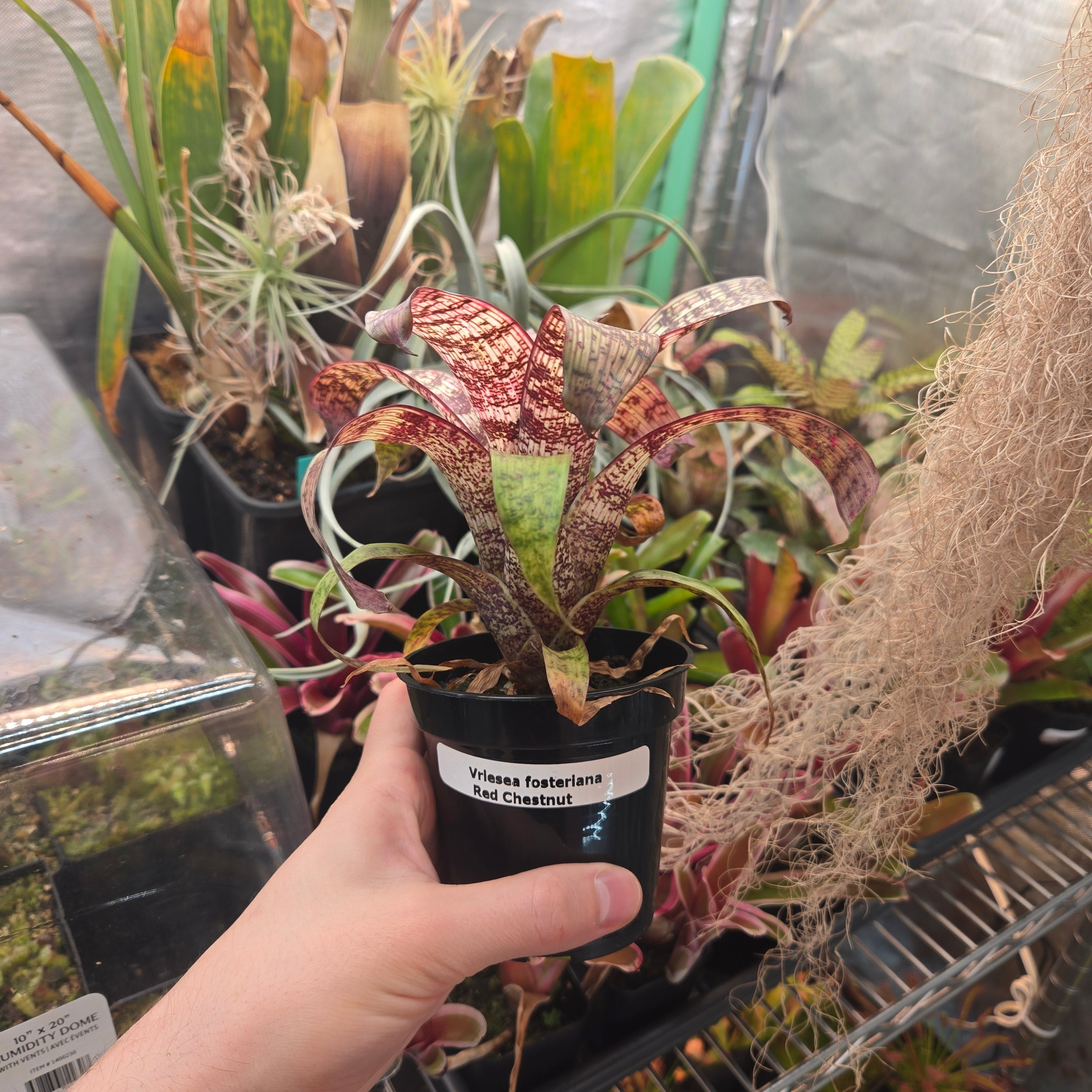 Vriesea fosteriana ‘Red Chestnut’