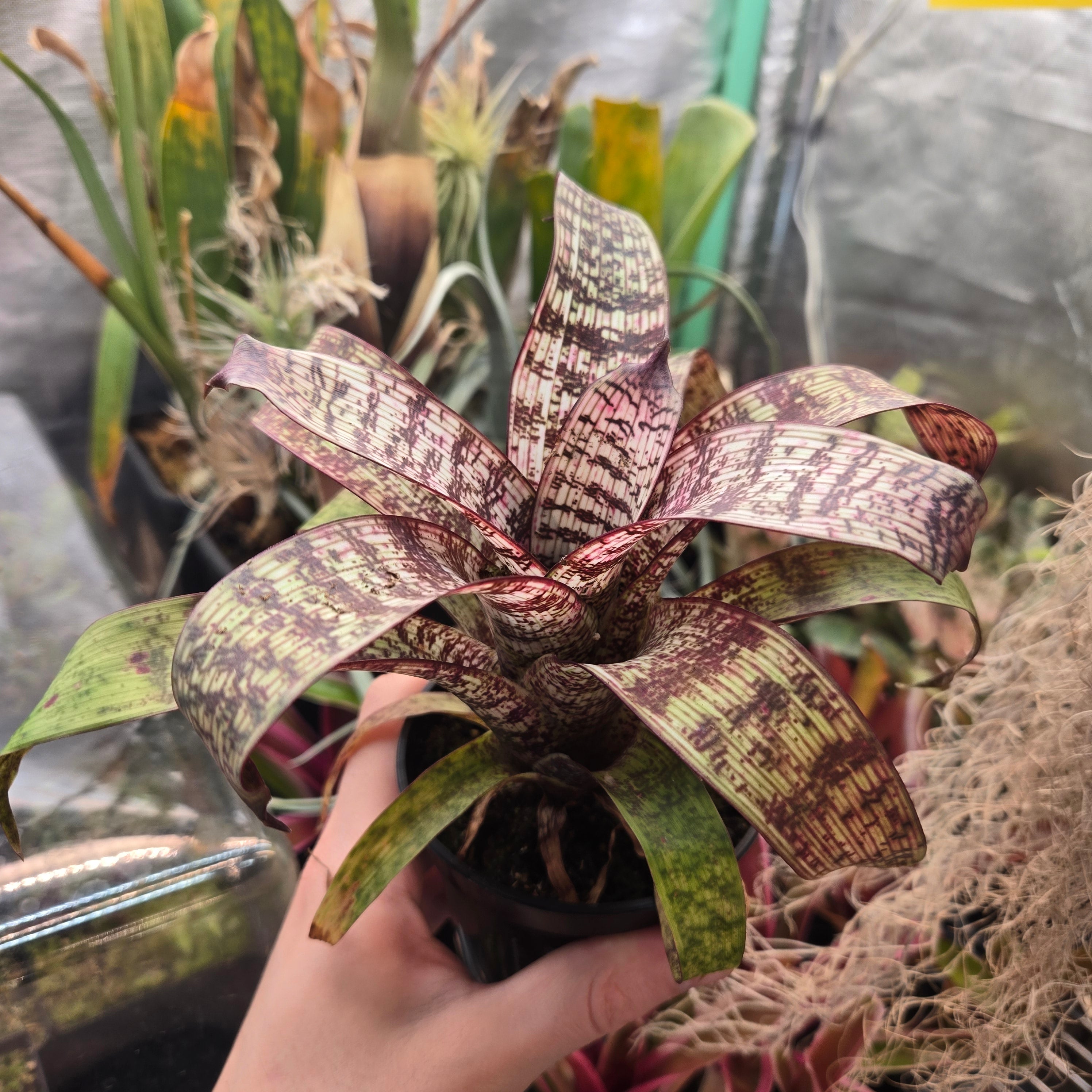 Vriesea fosteriana ‘Red Chestnut’