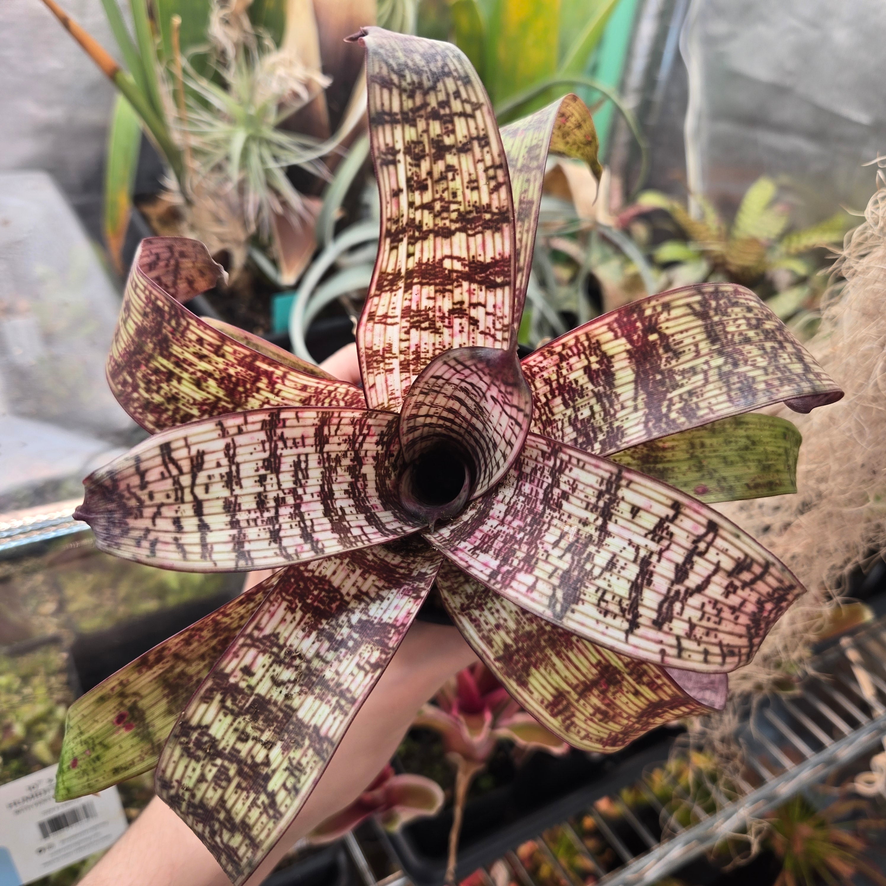 Vriesea fosteriana ‘Red Chestnut’