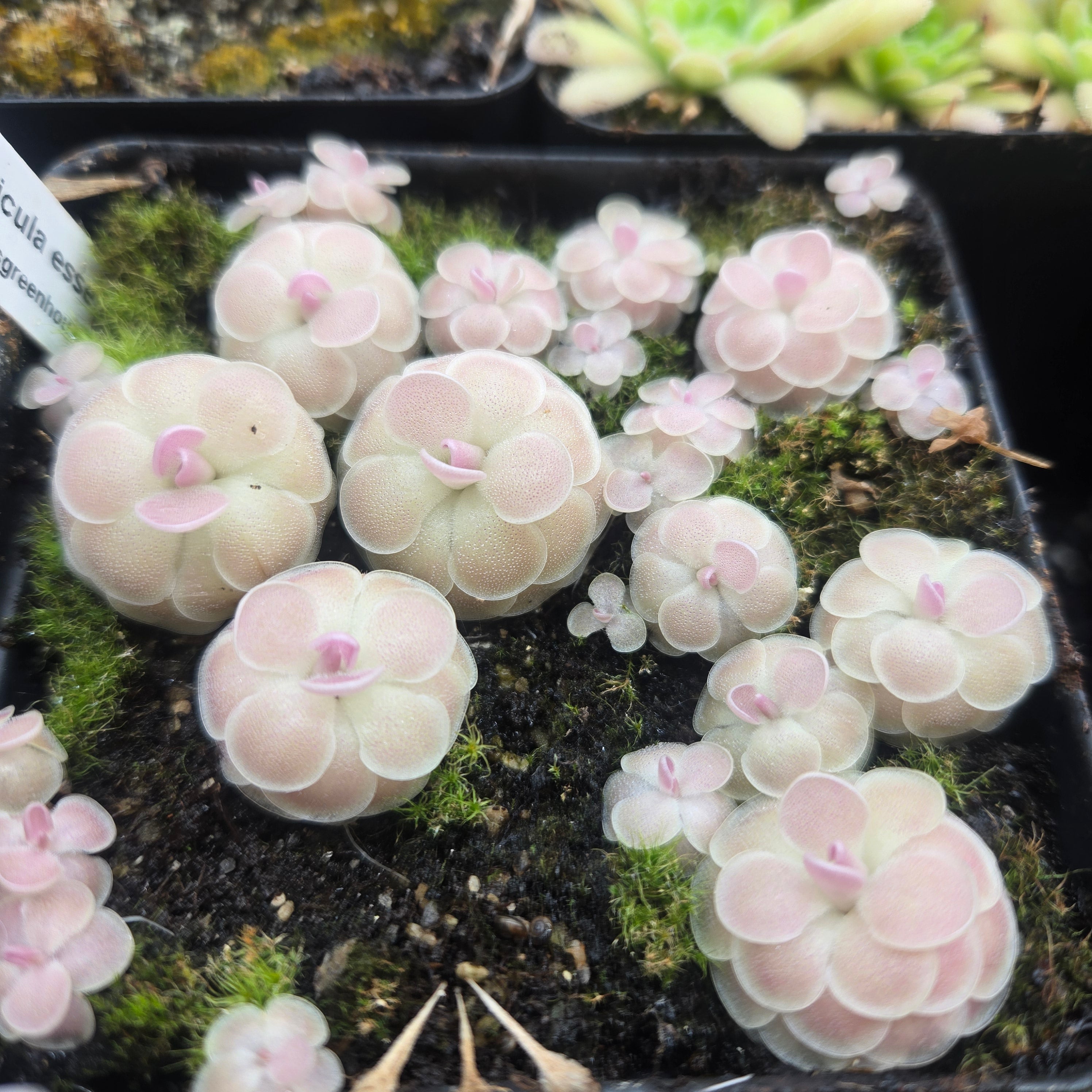 Pinguicula esseriana 'Buena Vista'