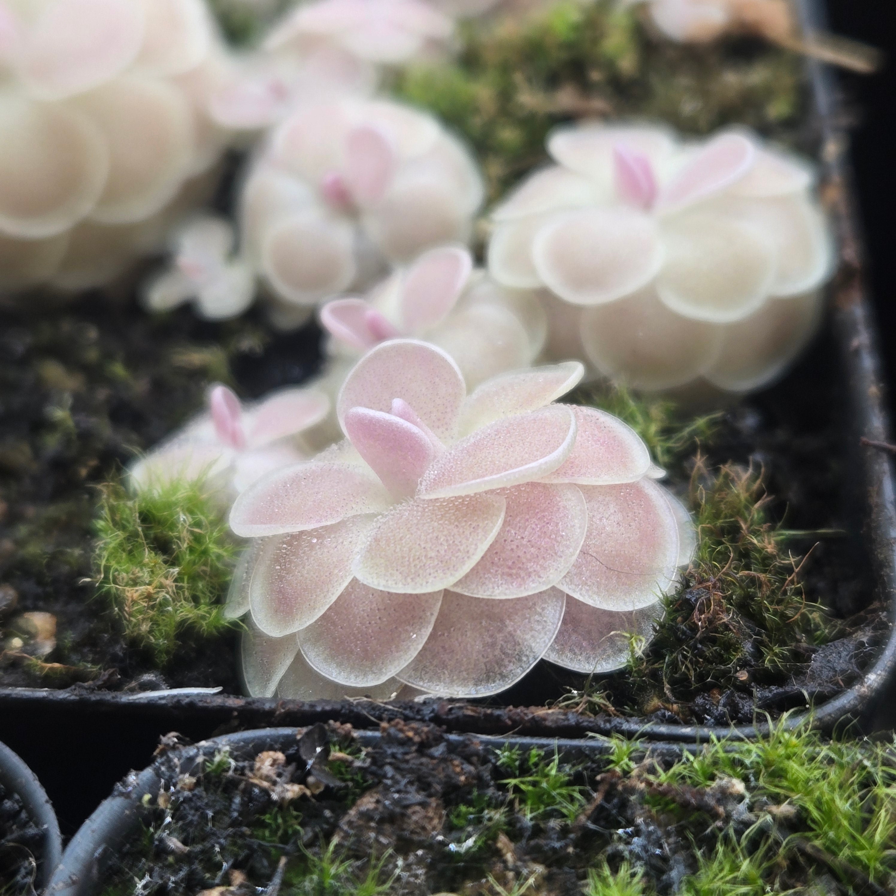 Pinguicula esseriana 'Buena Vista'