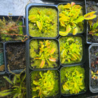Dionaea muscipula 'Clumping Form' Venus flytraps filling their nursery pots with multiple crowns