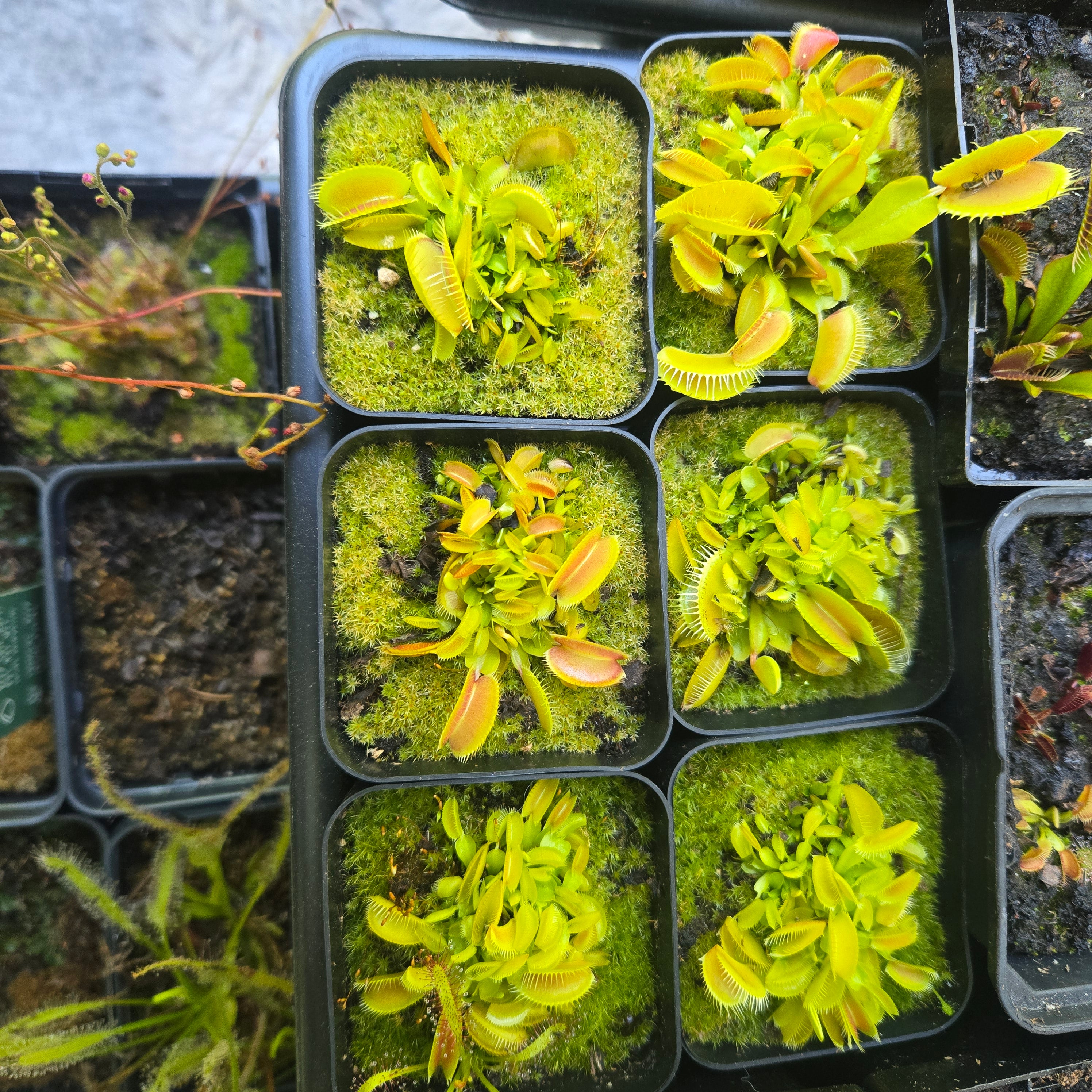 Dionaea muscipula 'Clumping Form'