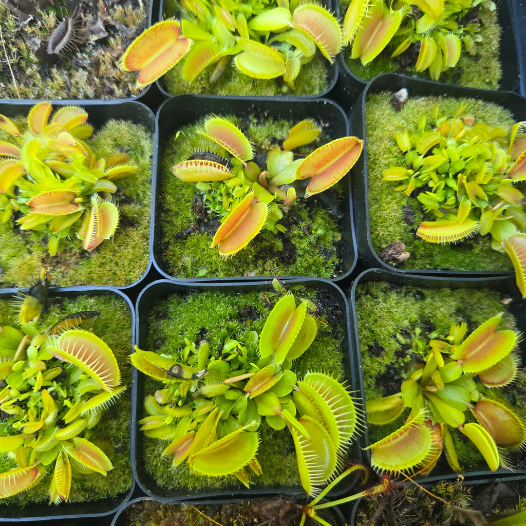 Tray of potted Dionaea muscipula 'Clumping Form' Venus flytraps in the greenhouse