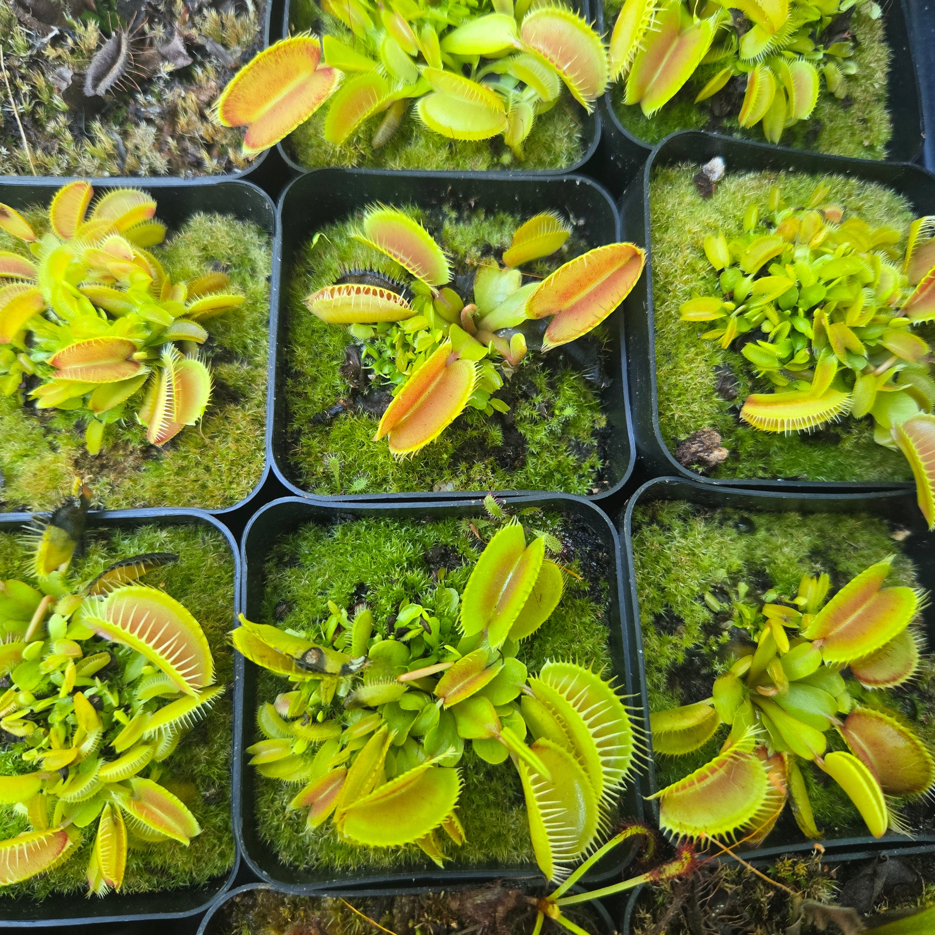 Dionaea muscipula 'Clumping Form'