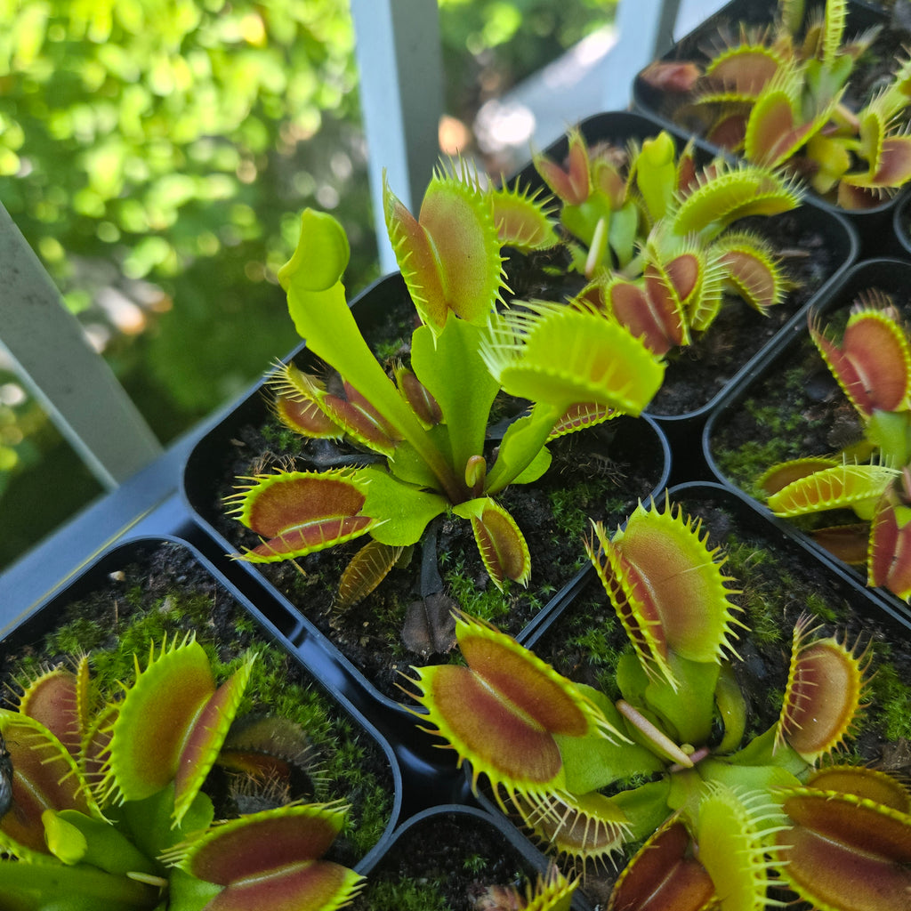 Dionaea muscipula 'Giant Form' Venus flytraps in nursery pots in the greenhouse