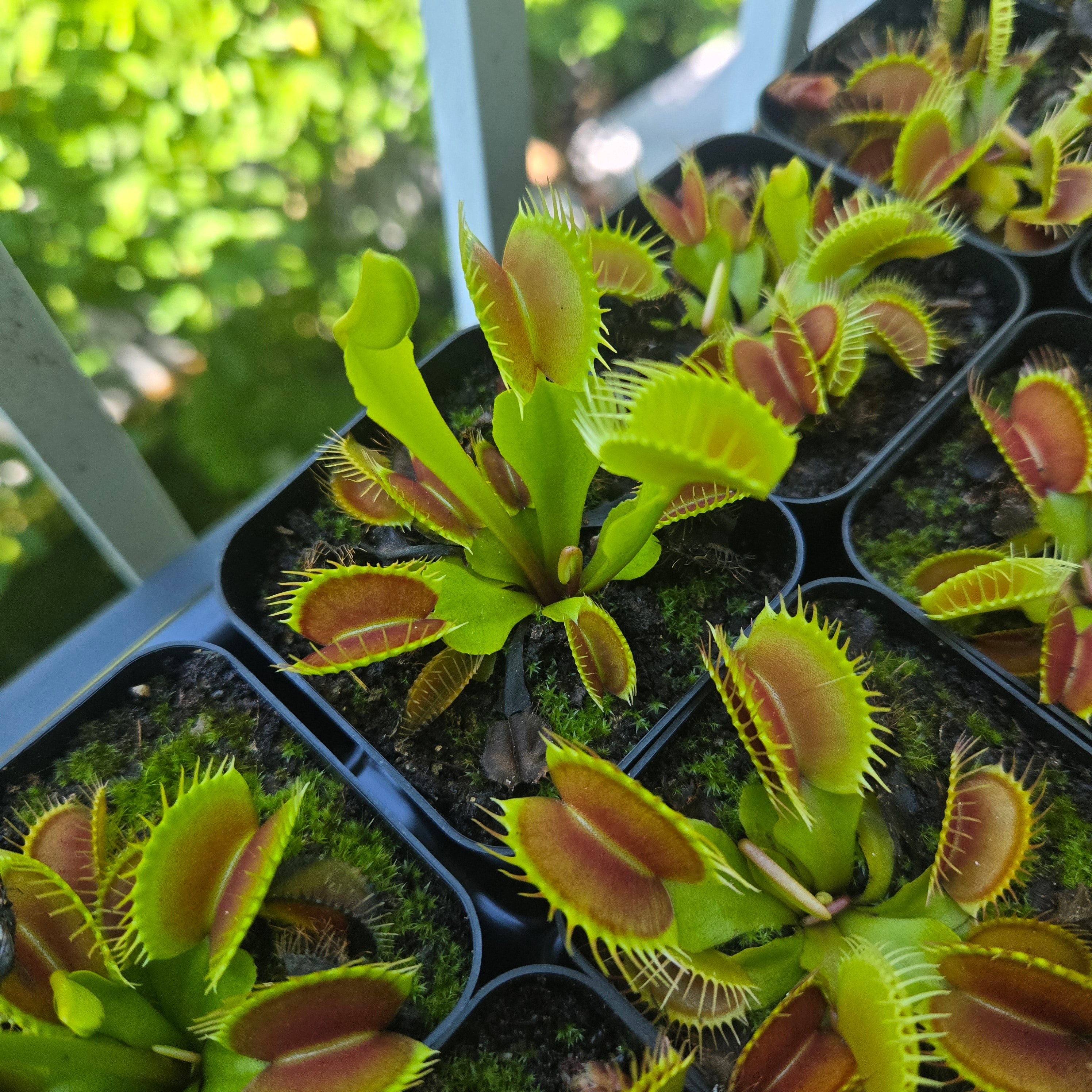 Dionaea muscipula 'Giant Form'