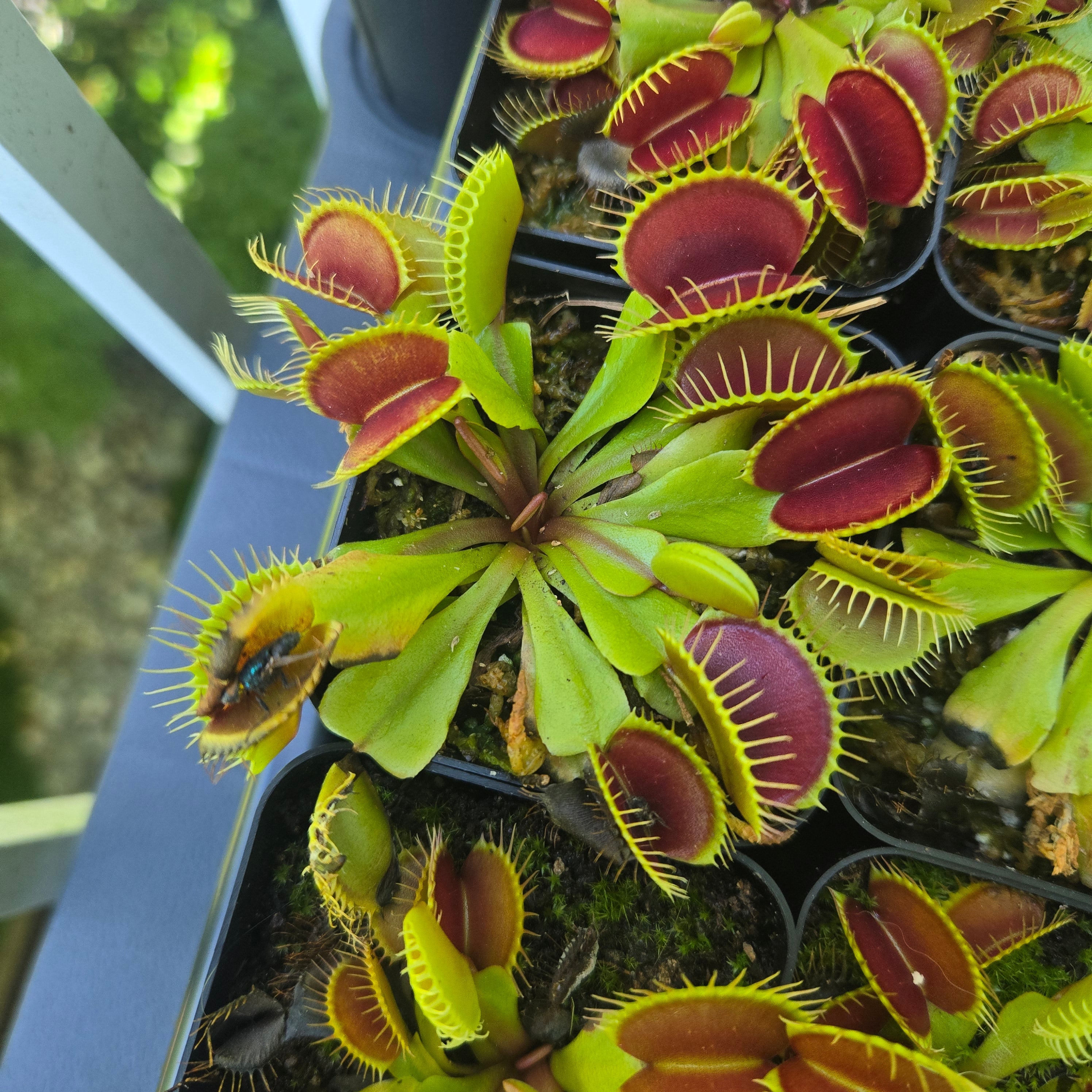 Dionaea muscipula 'Flexx'