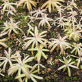 Tray of Pinguicula gypsicola x moctezumae butterworts with narrow, ribbon-like pale leaves