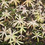 Tray of Pinguicula gypsicola x moctezumae butterworts with narrow, ribbon-like pale leaves