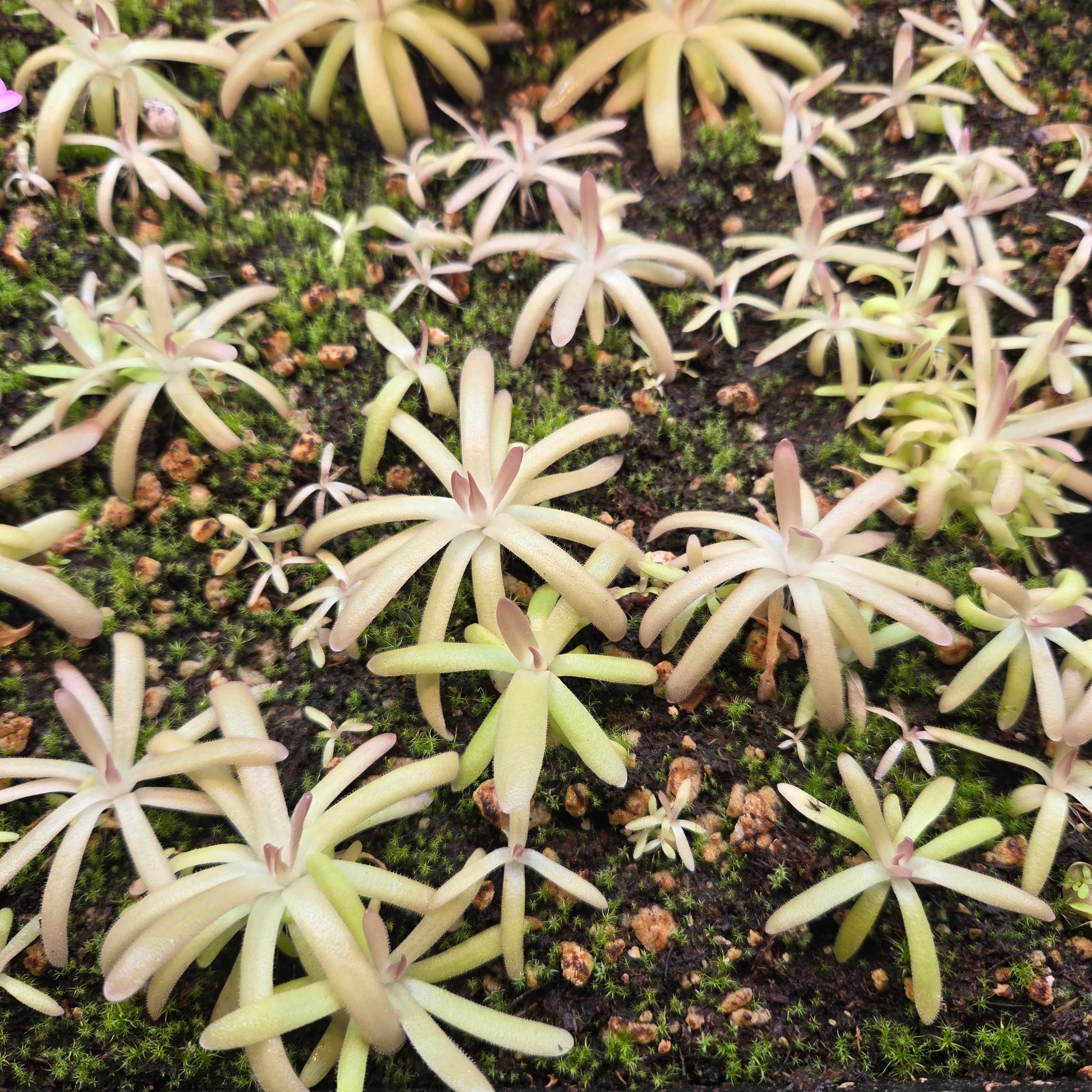 Pinguicula gypsicola x moctezumae