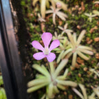 Lilac flower above the slender leaves of a Pinguicula gypsicola x moctezumae butterwort