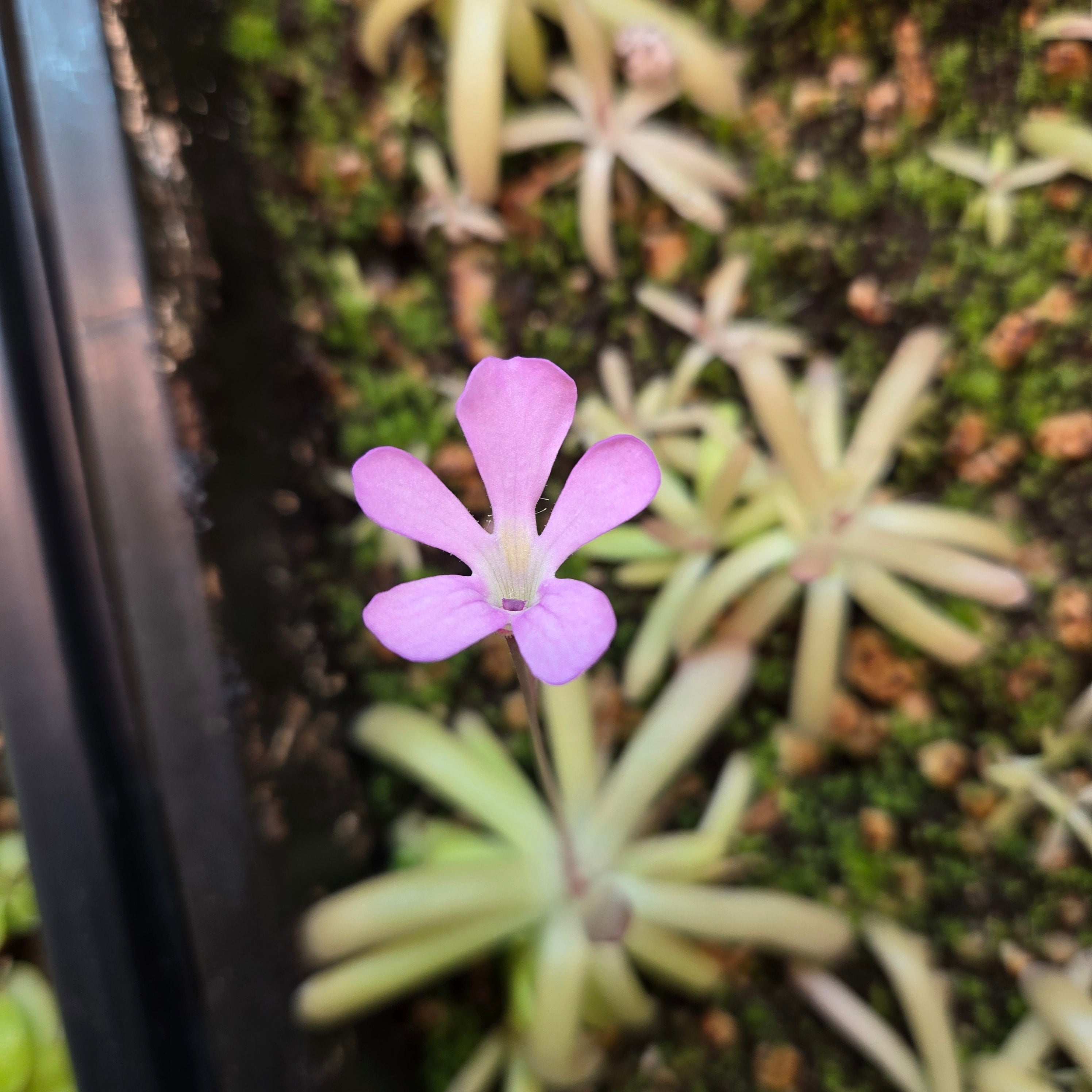 Pinguicula gypsicola x moctezumae