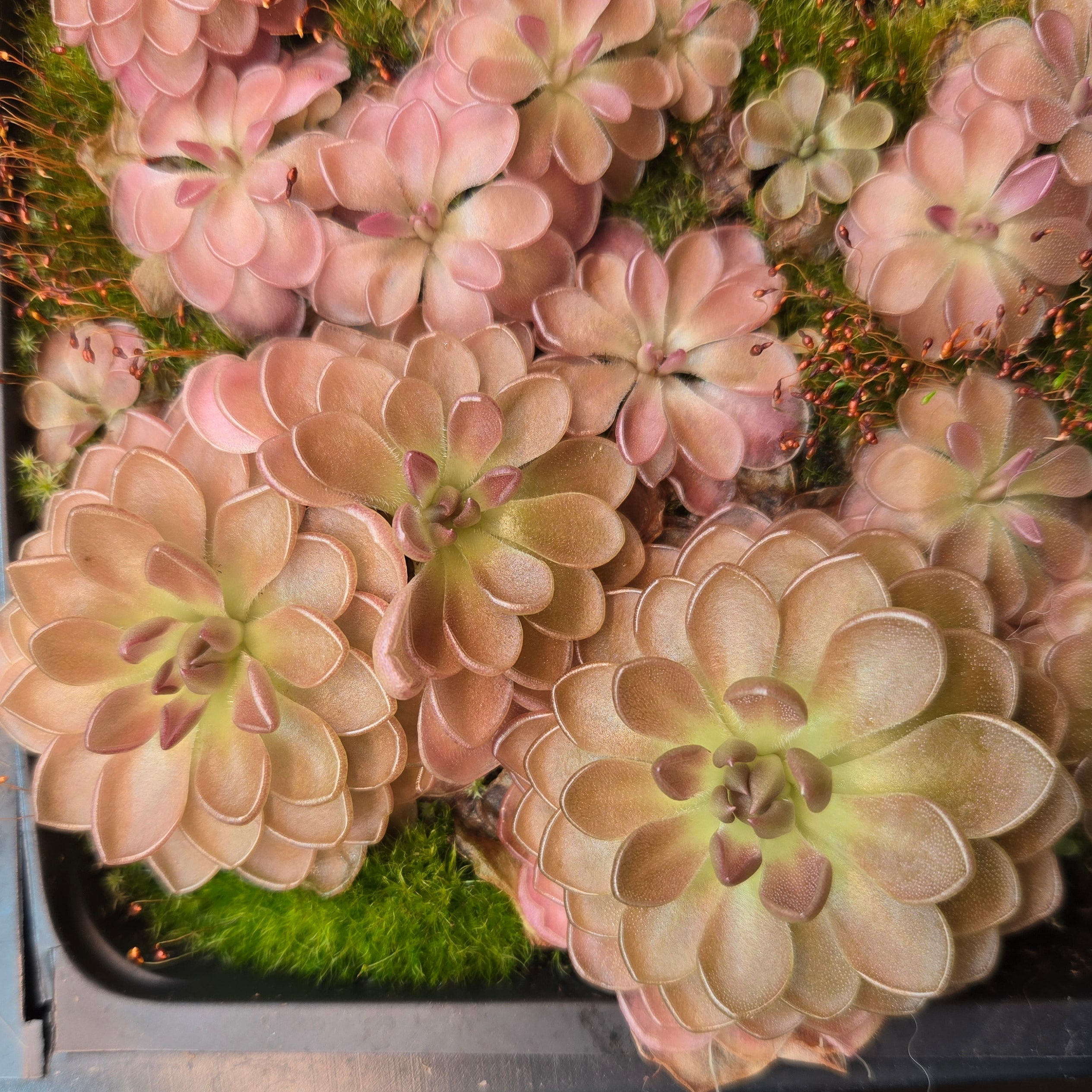 Pinguicula 'Rose' x moranensis