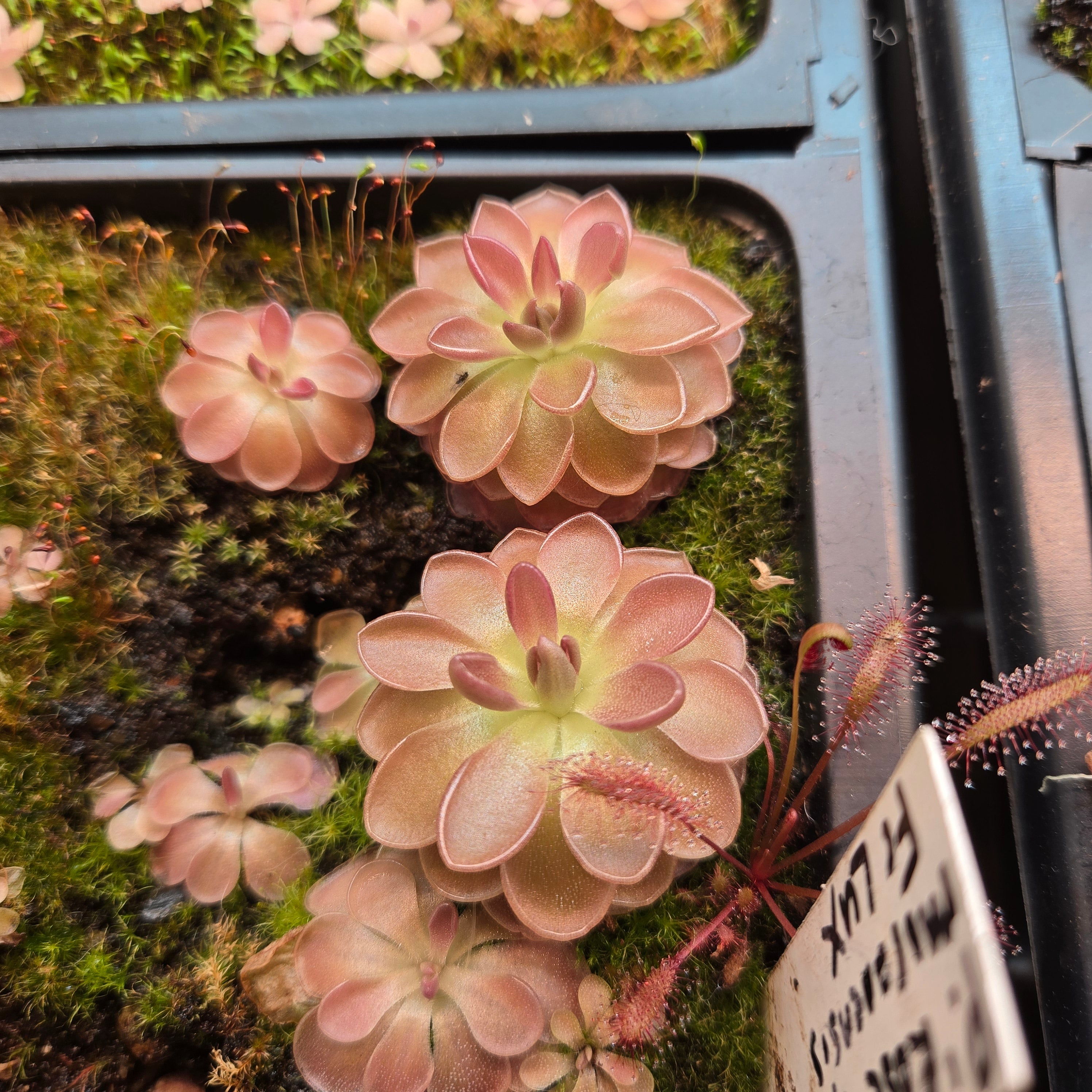 Pinguicula 'Rose' x moranensis