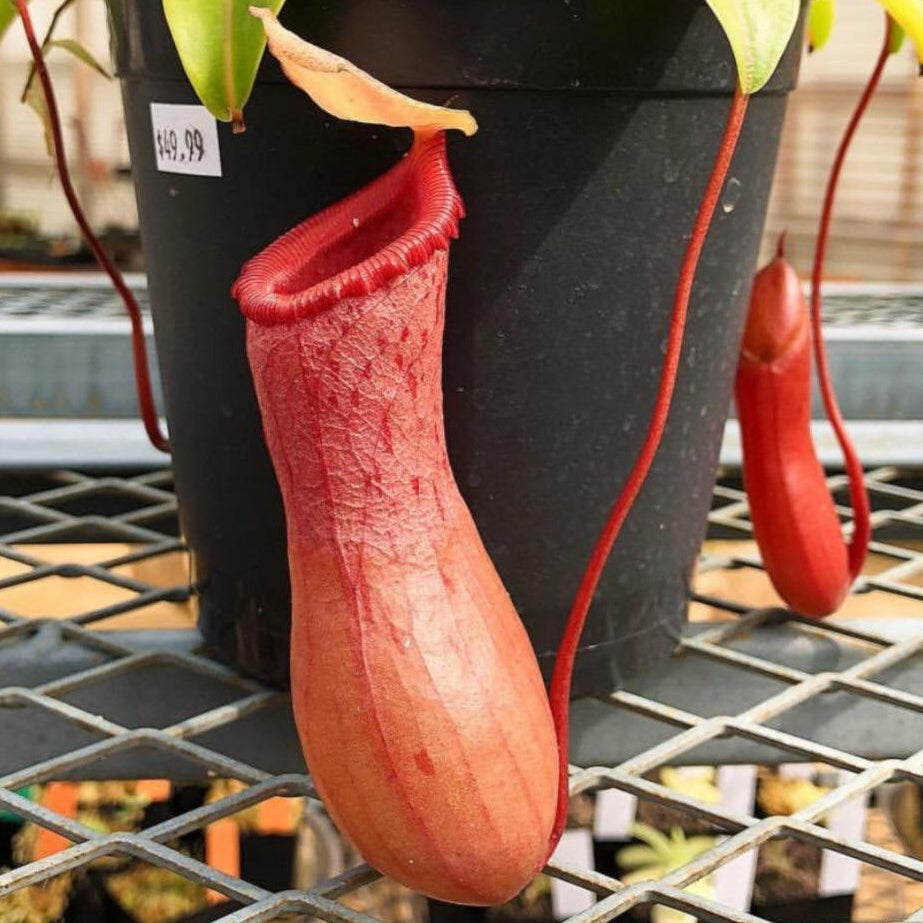 Nepenthes ventricosa