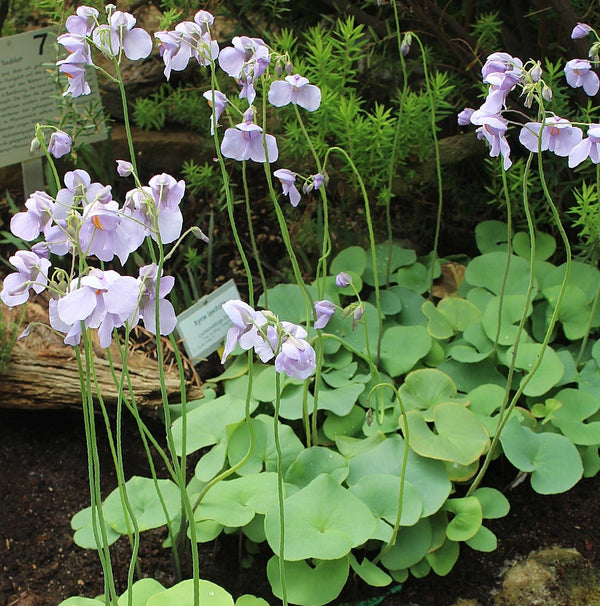 Bladderworts (Utricularia)